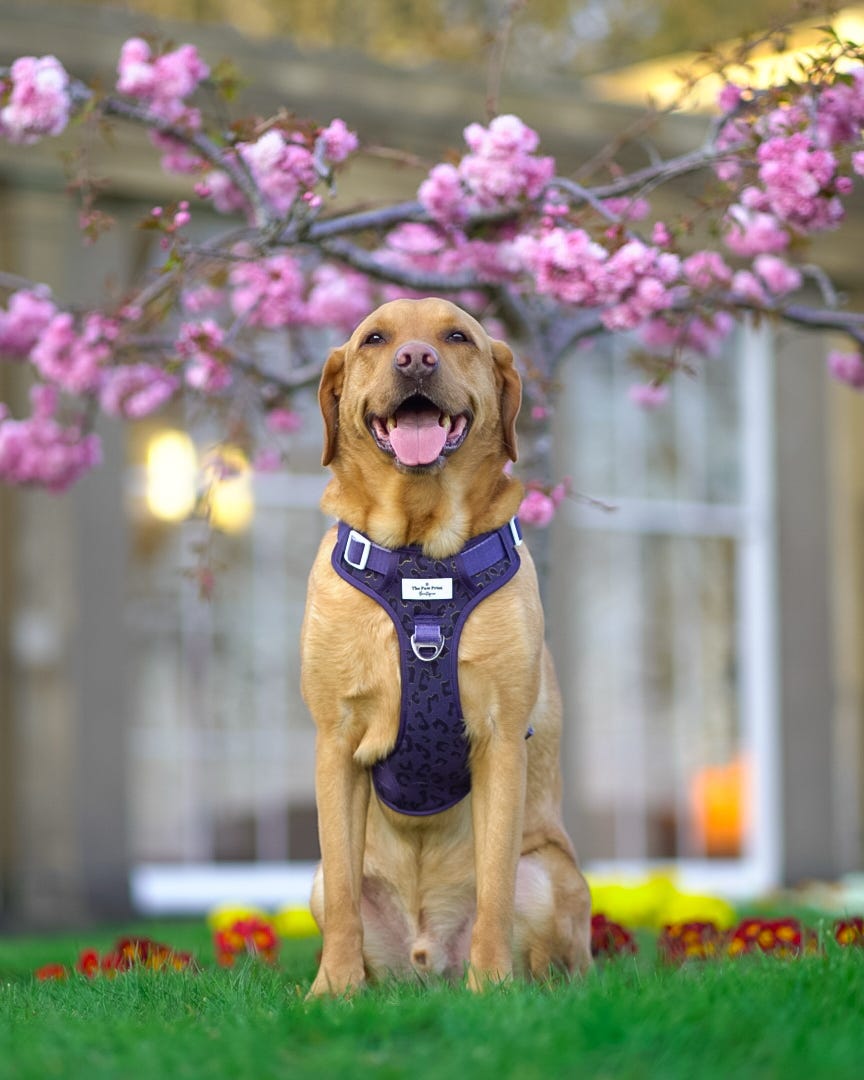 The Luxe Leopard (Navy) Adventure Paws Harness