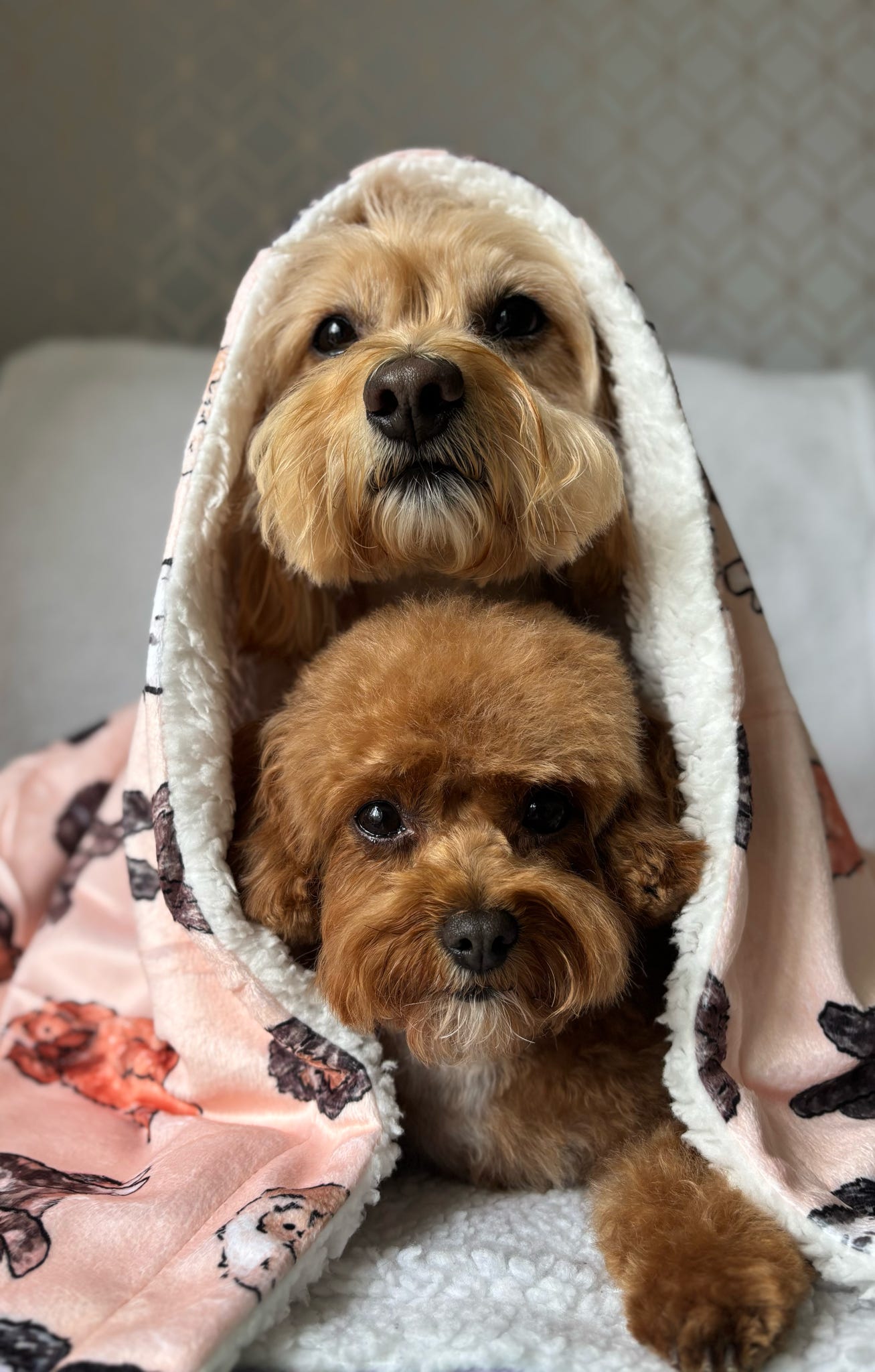 The Oodles & Doodles Dog Blanket