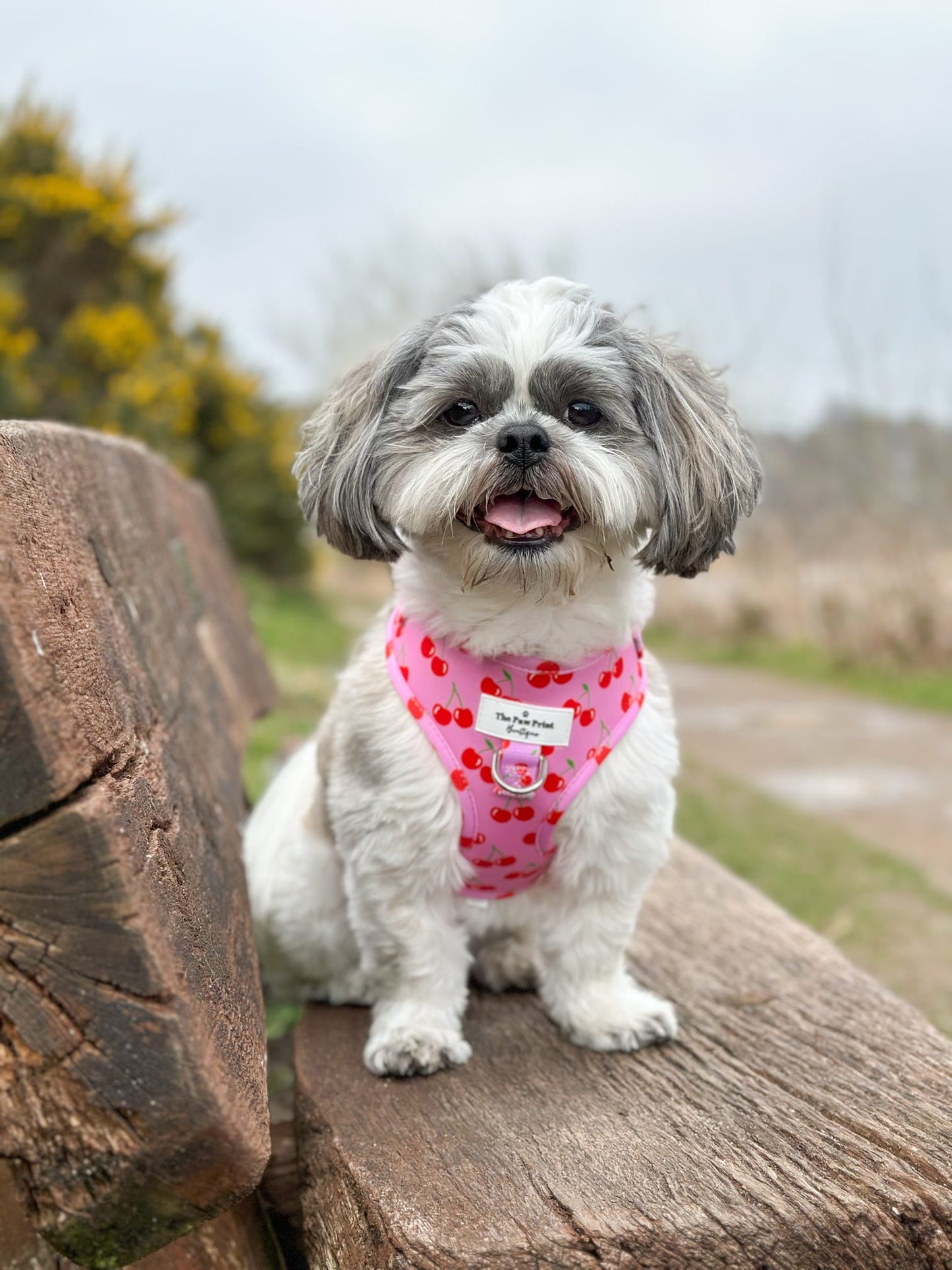 The Cherry on Top Adjustable Harness