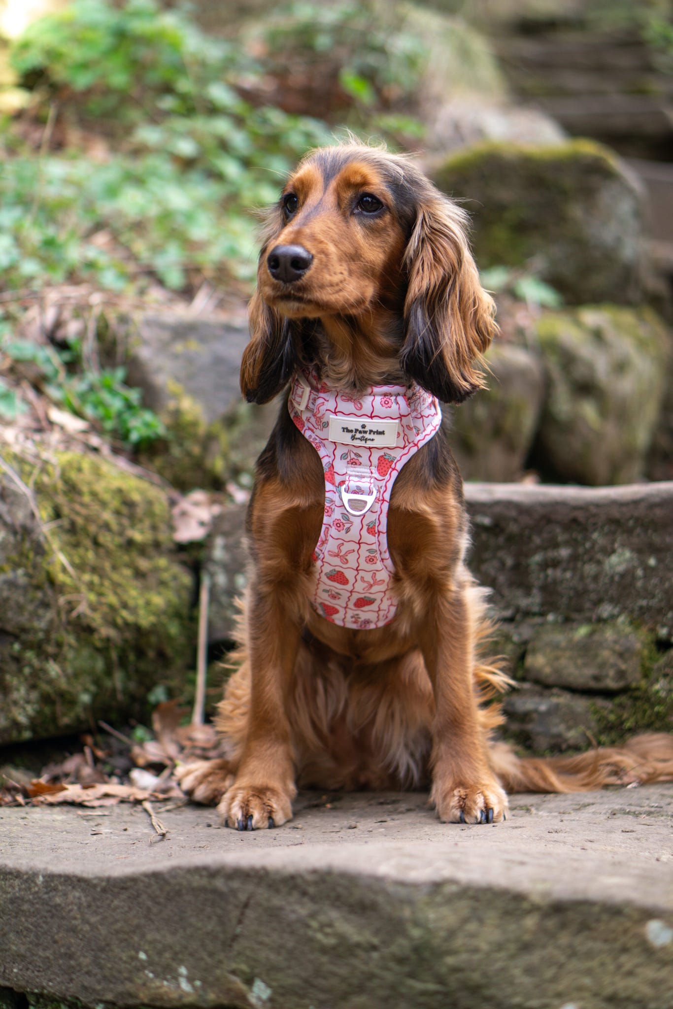 The Bows & Berries Adventure Paws Harness
