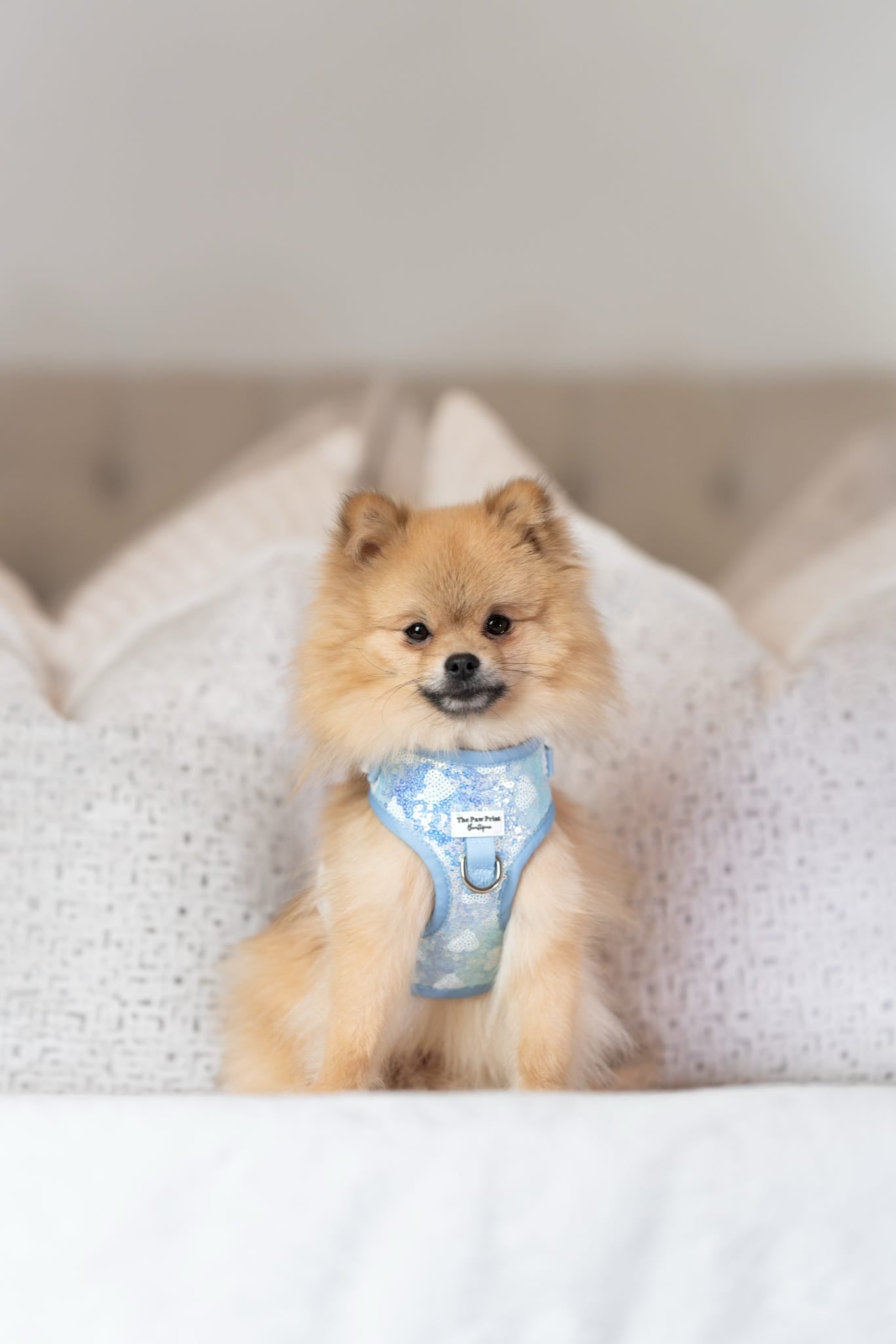 The Sassy in Sequins - Baby Blue Adjustable Harness