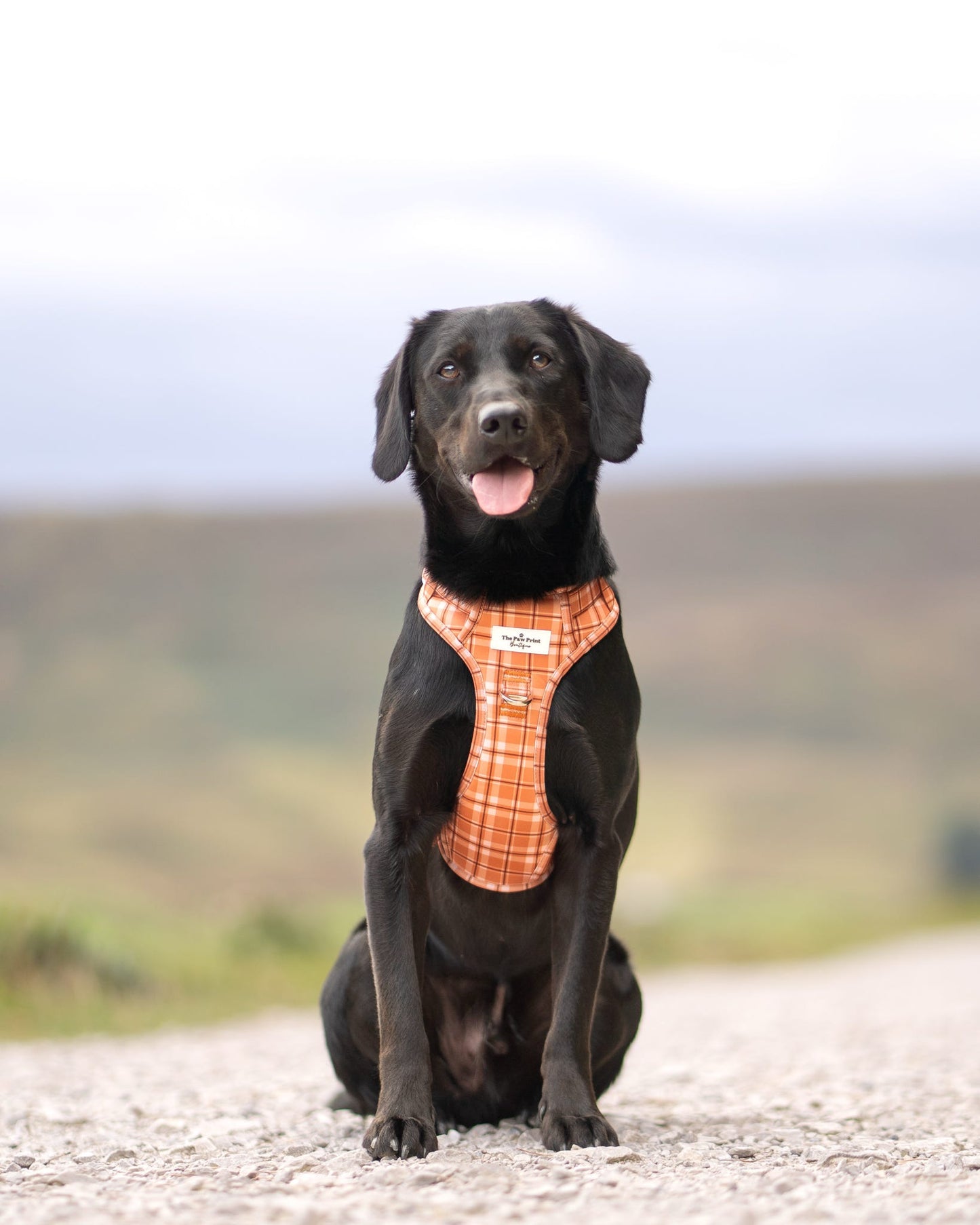 Pooches in Plaid Adventure Paws Harness
