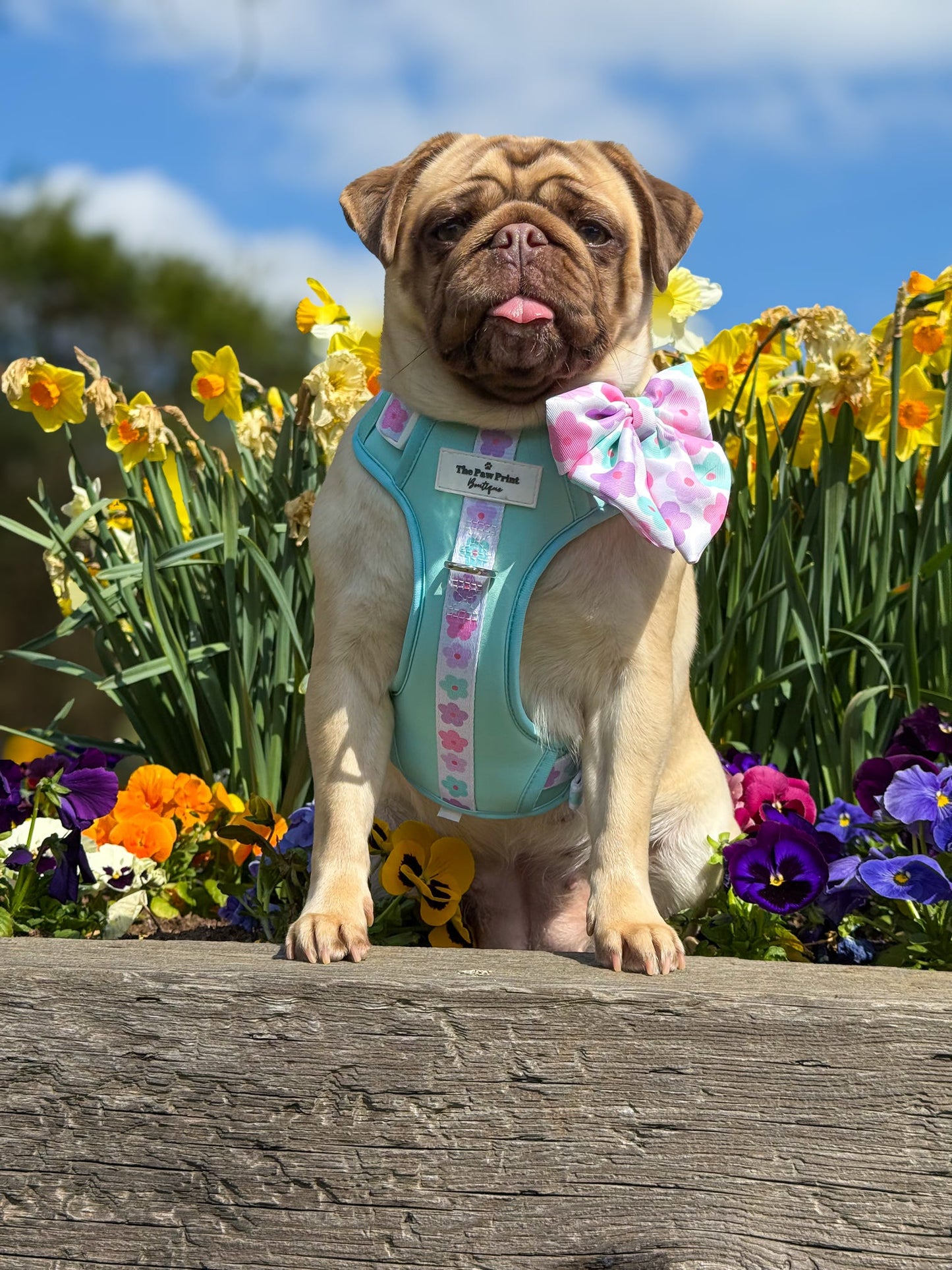 The Minty Meadows Adventure Paws Harness