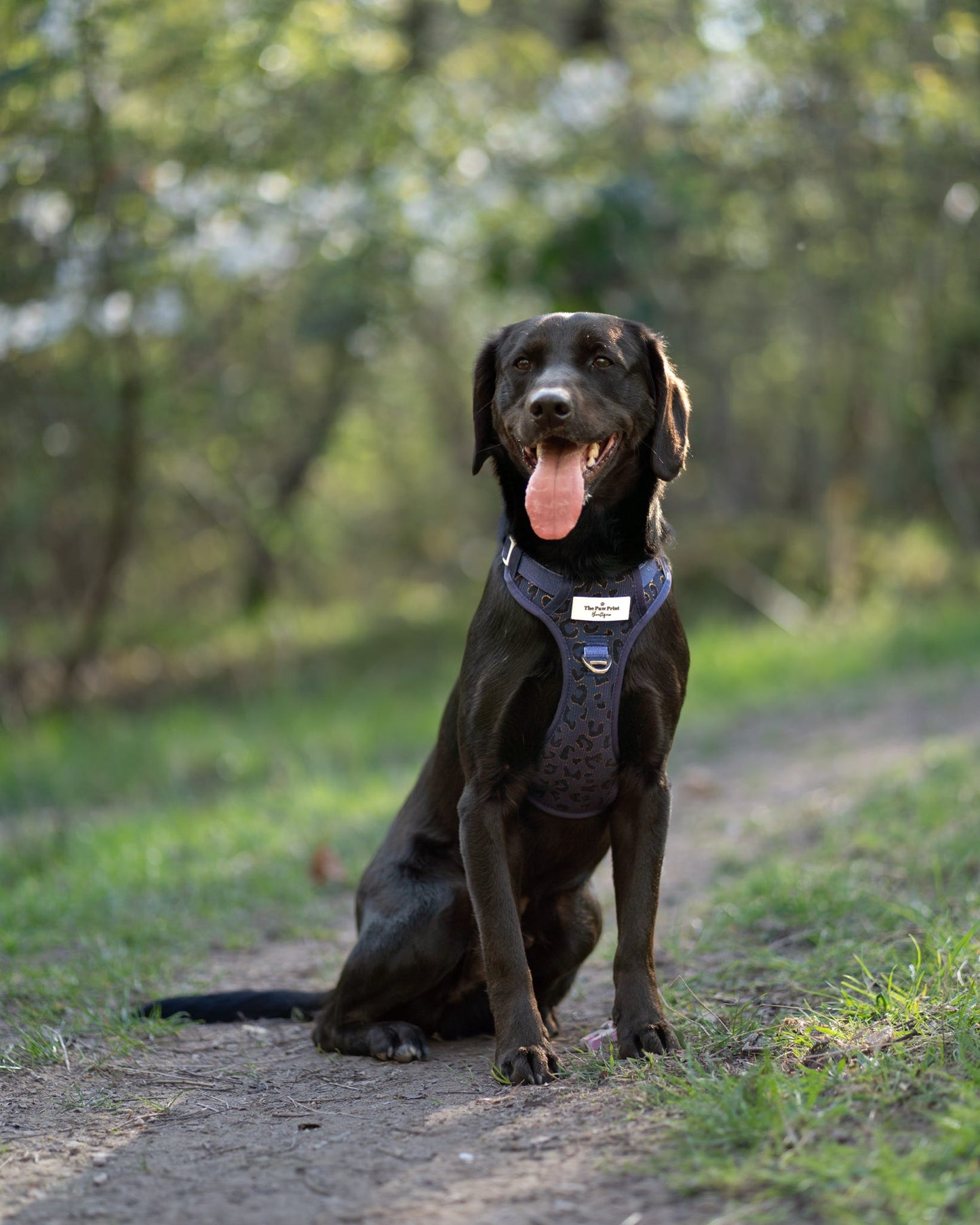 The Luxe Leopard (Navy) Adventure Paws Harness