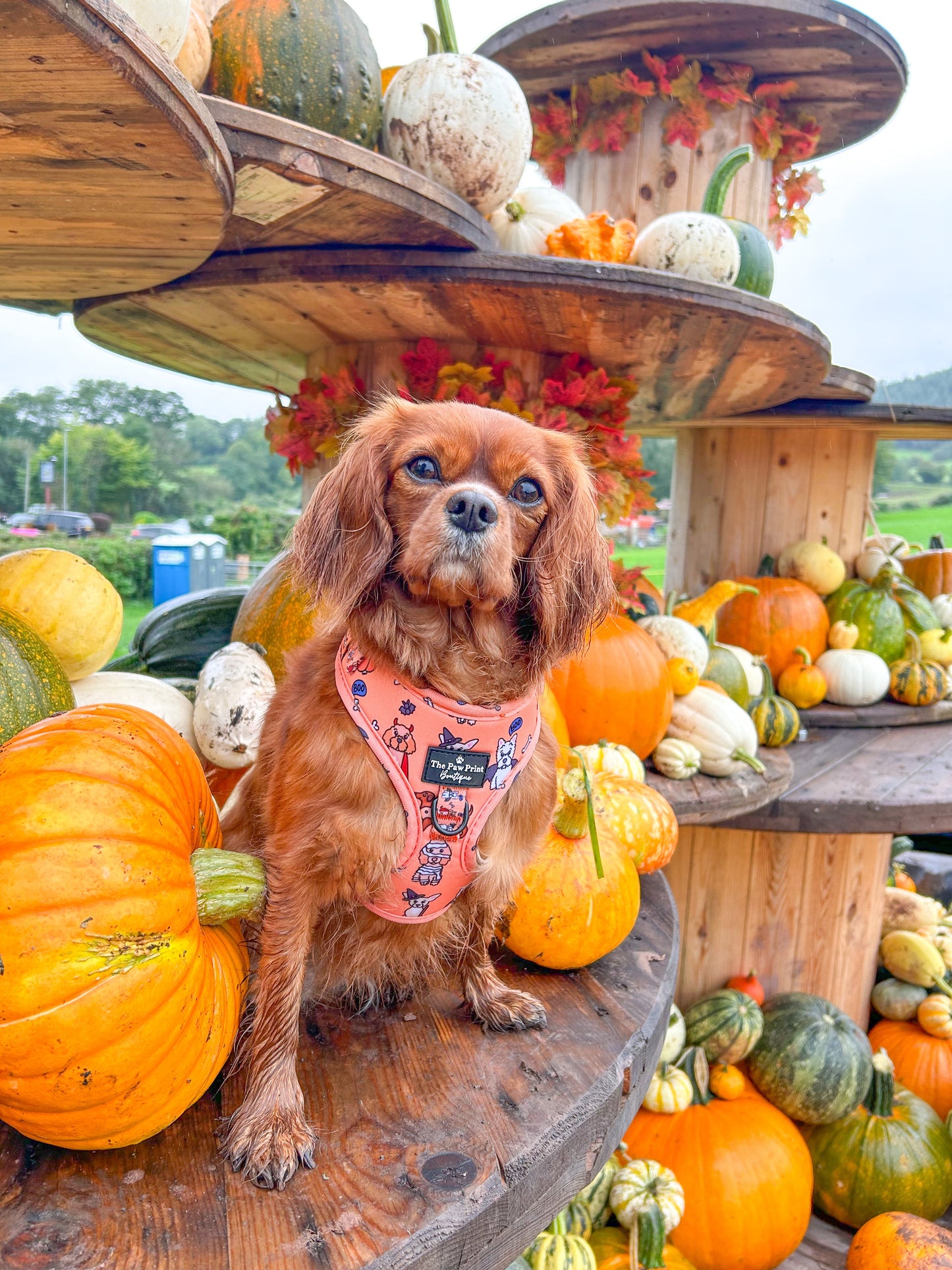 The Happy Howloween Harness