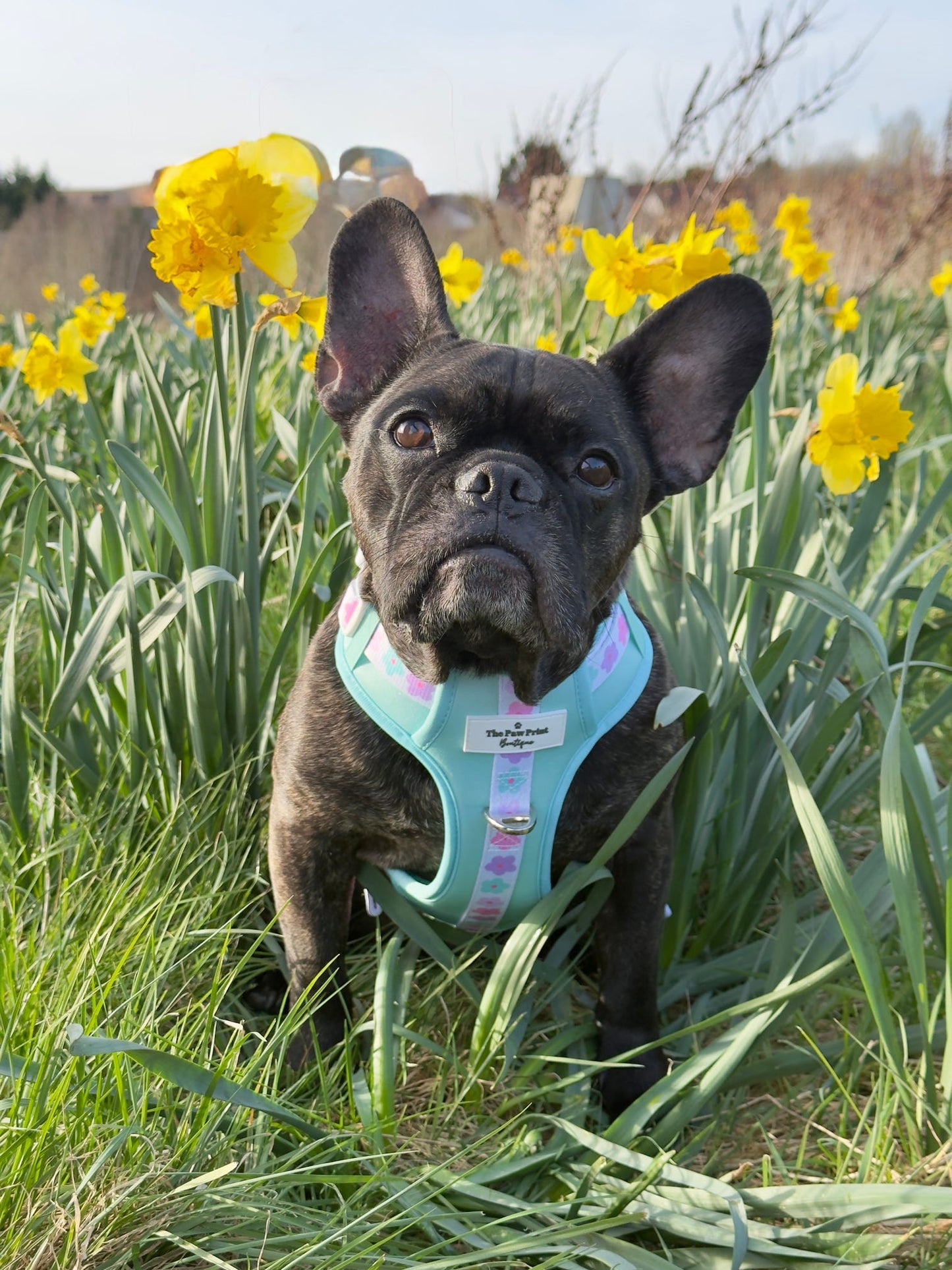 The Minty Meadows Adventure Paws Harness