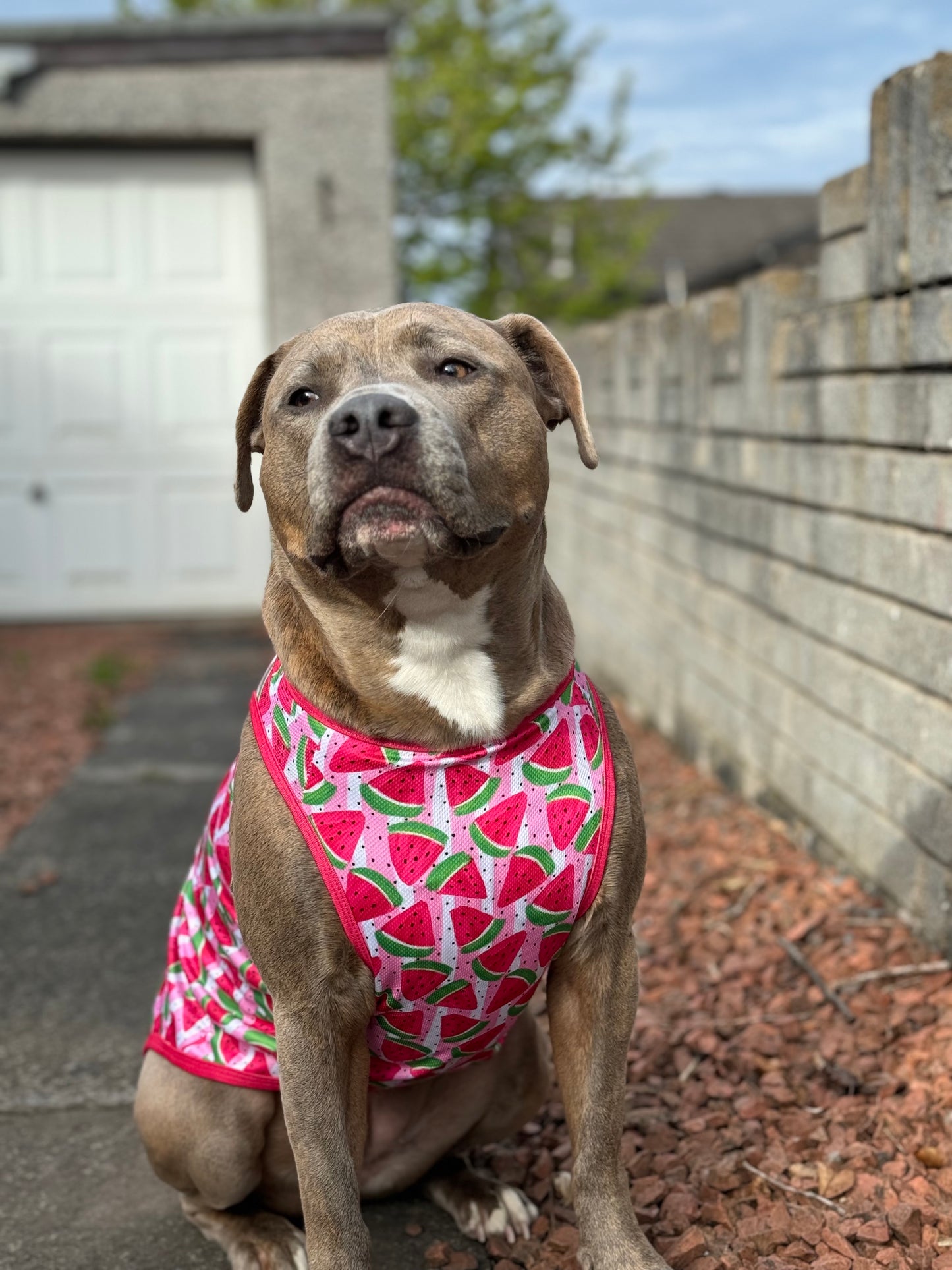 The Watermelon Sugar Cooling Vest