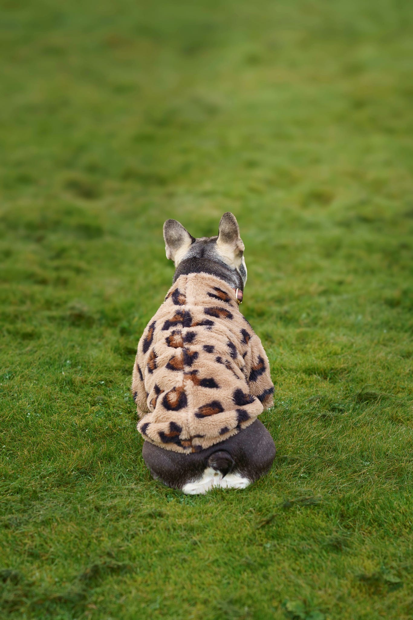 The Leopard Print (Brown) Fluffy & Fabulous Fleece