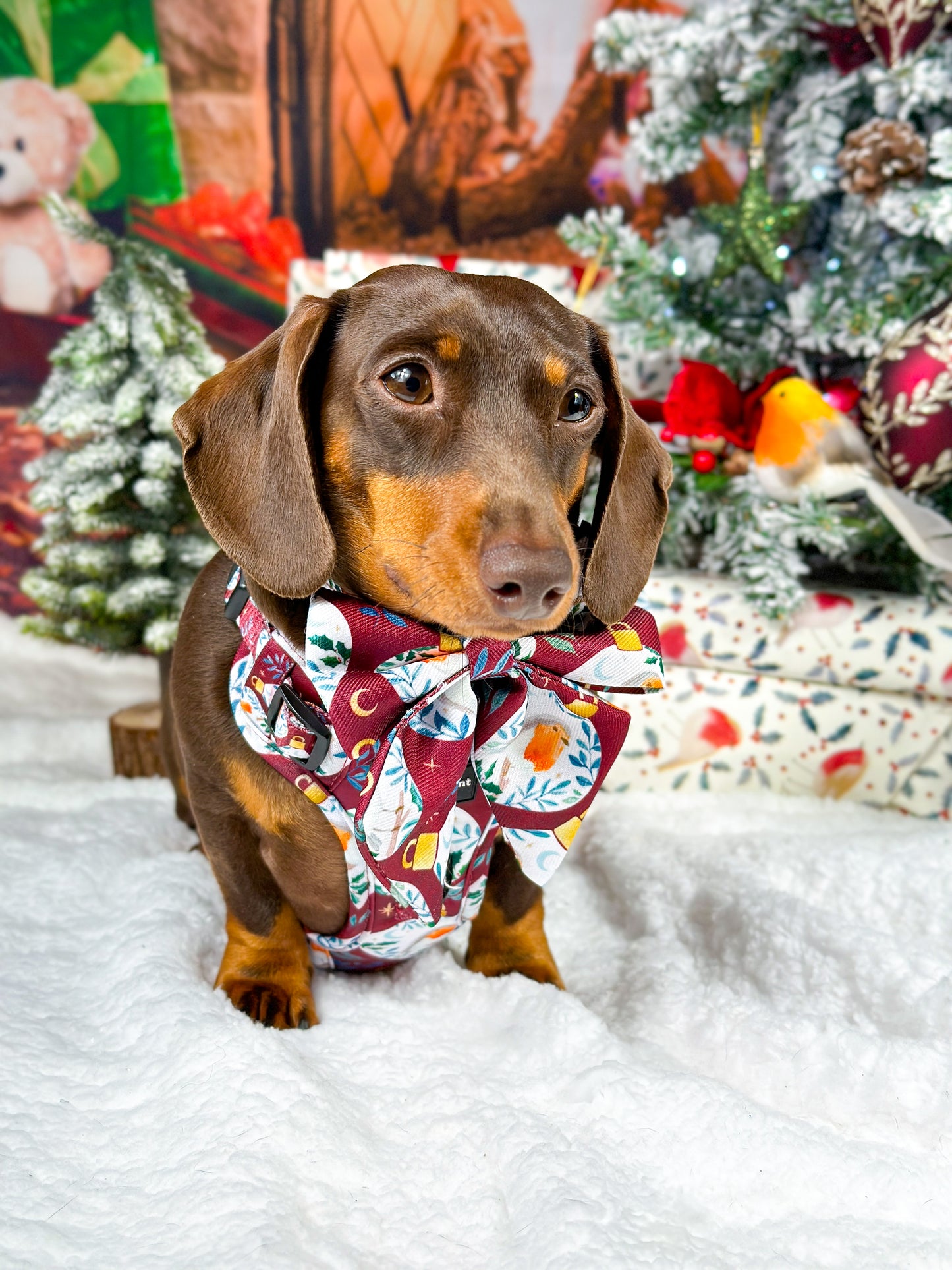 The Rockin' Robins Adventure Paws Harness