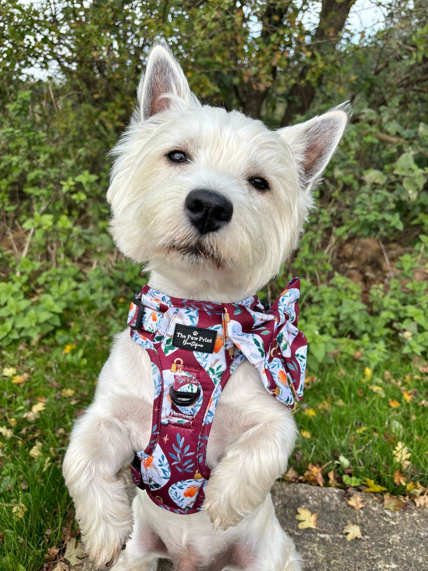 The Rockin' Robins Adventure Paws Harness