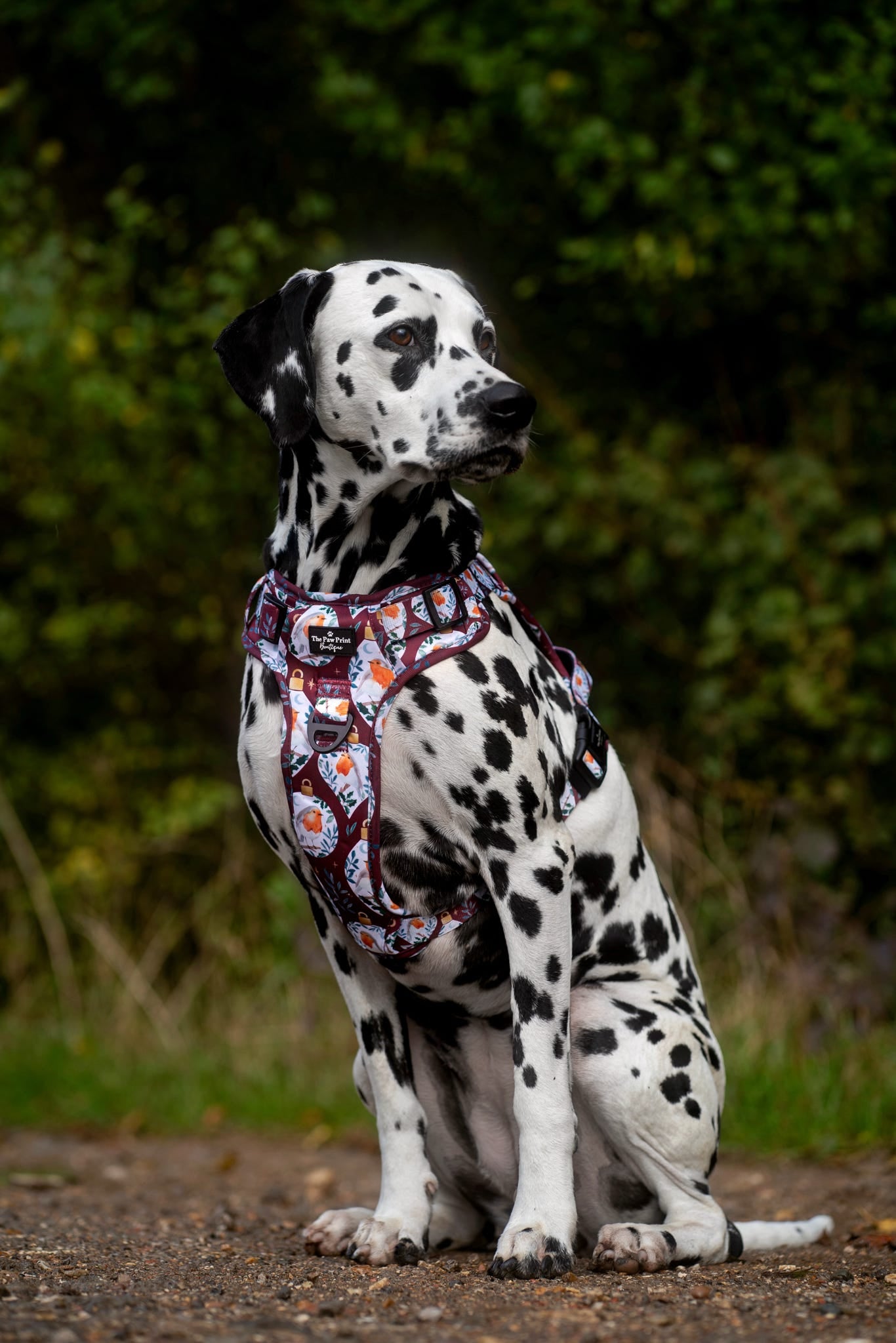 The Rockin' Robins Adventure Paws Harness
