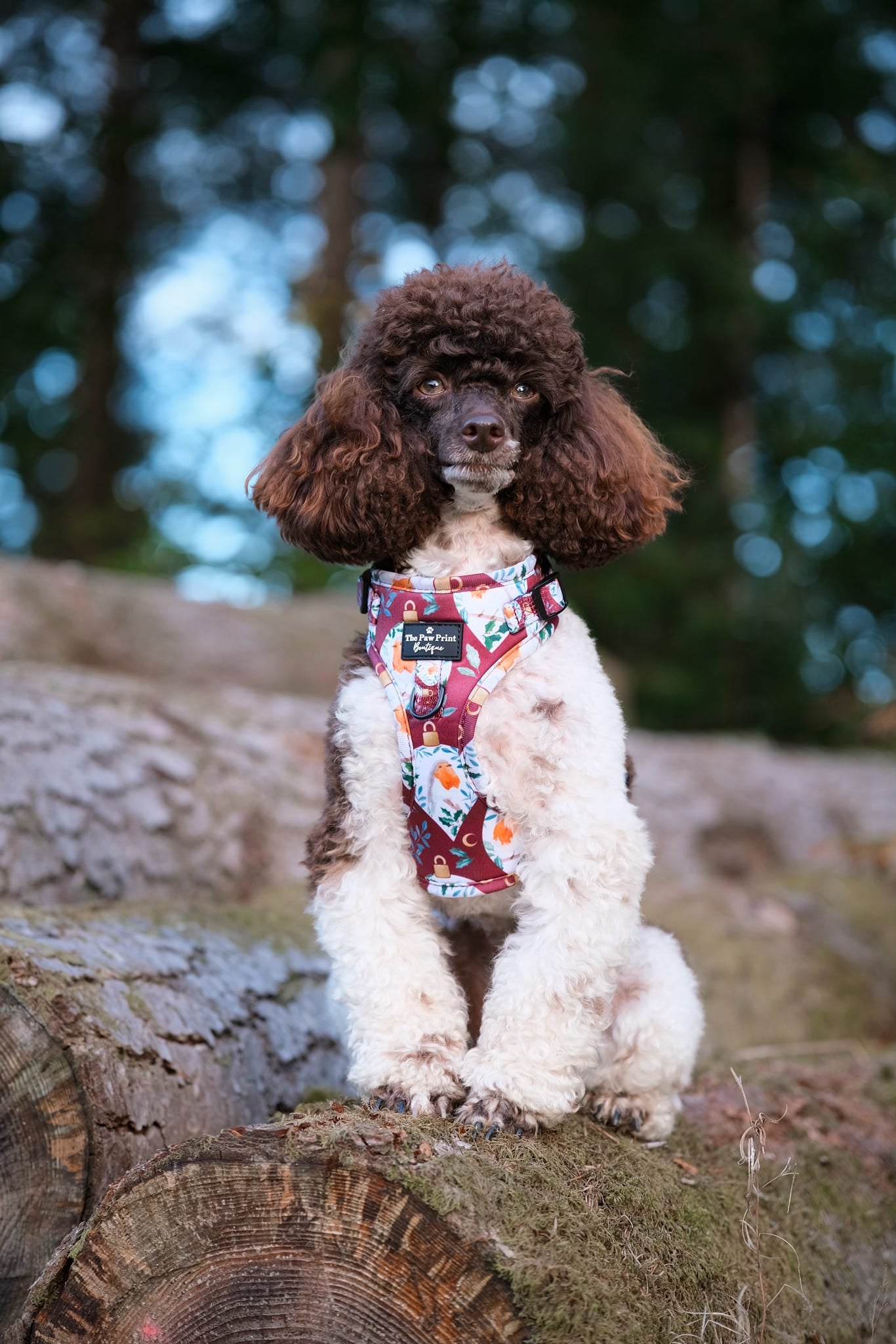 The Rockin' Robins Adjustable Harness