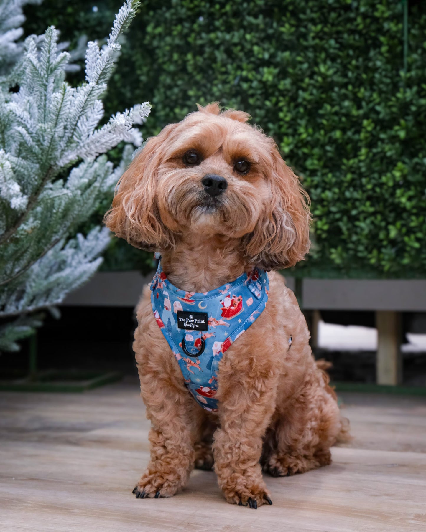 The Sleighing Santa Adjustable Harness