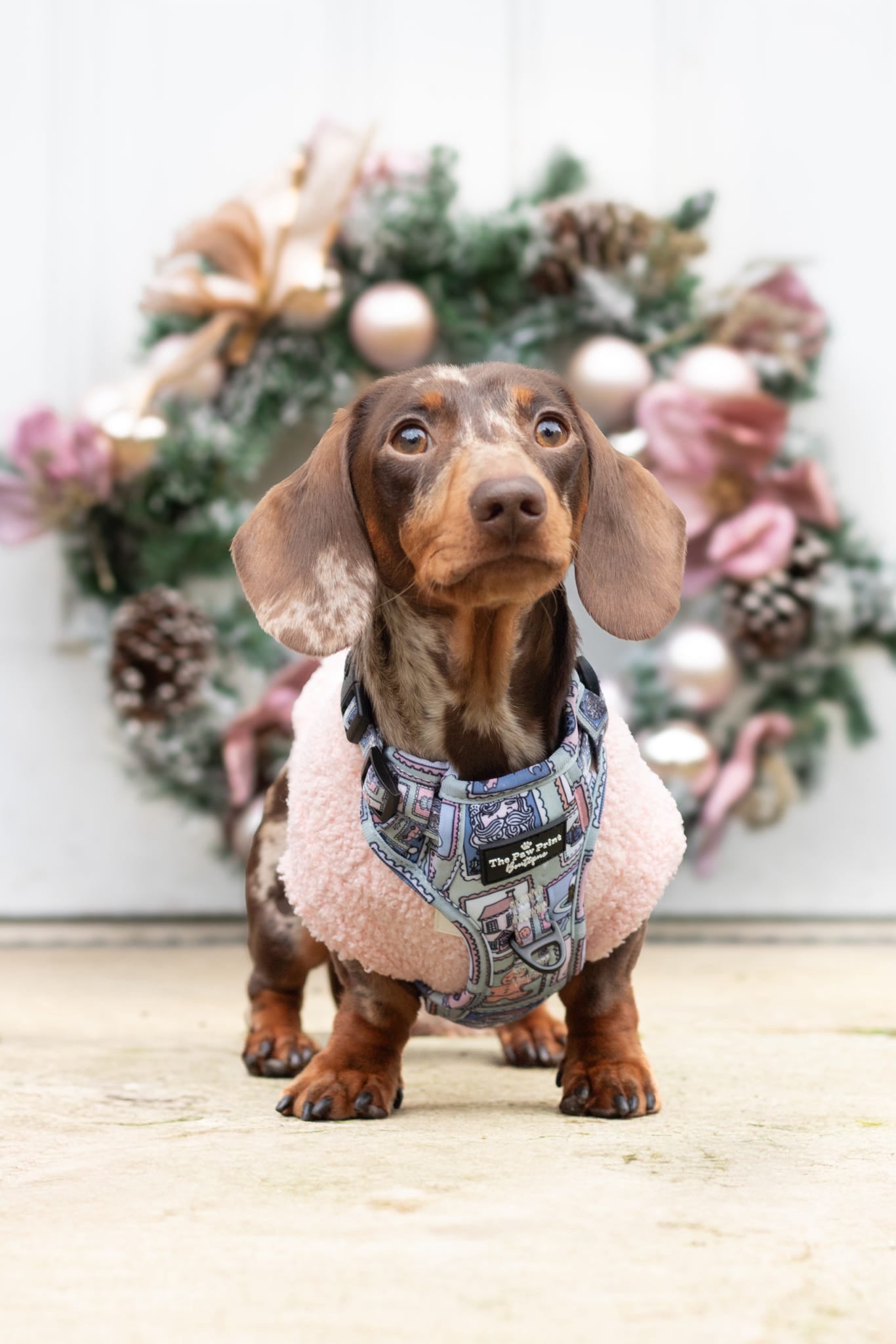 The Santas Stamps Adventure Paws Harness