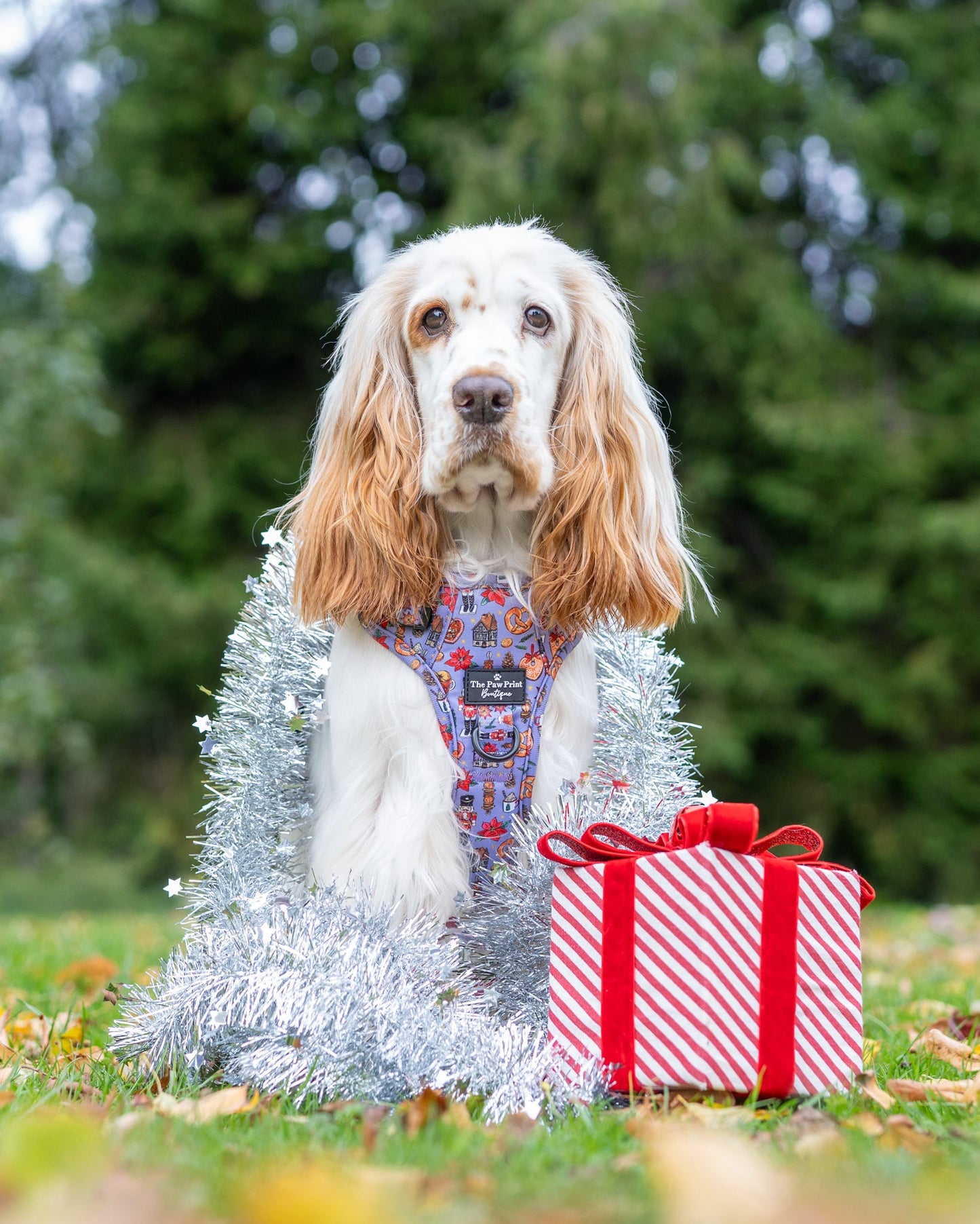 The Christmas Market Adventure Paws Harness