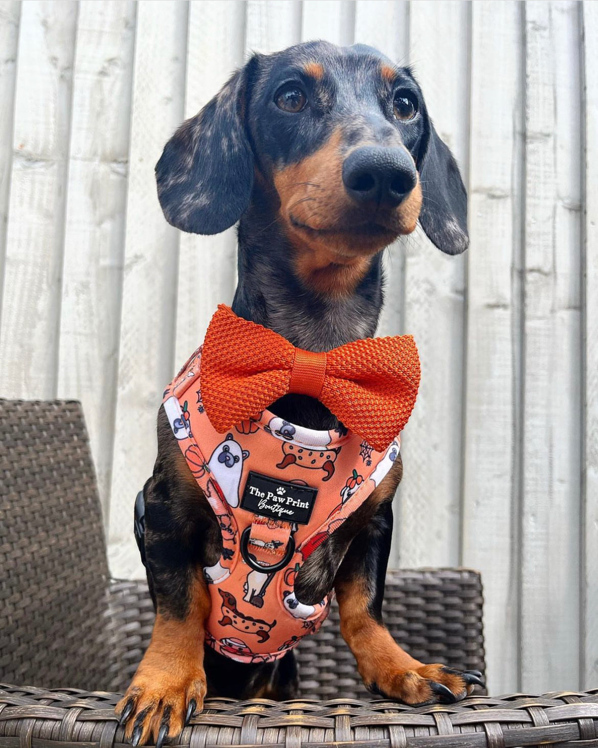 The Happy Howloween Harness
