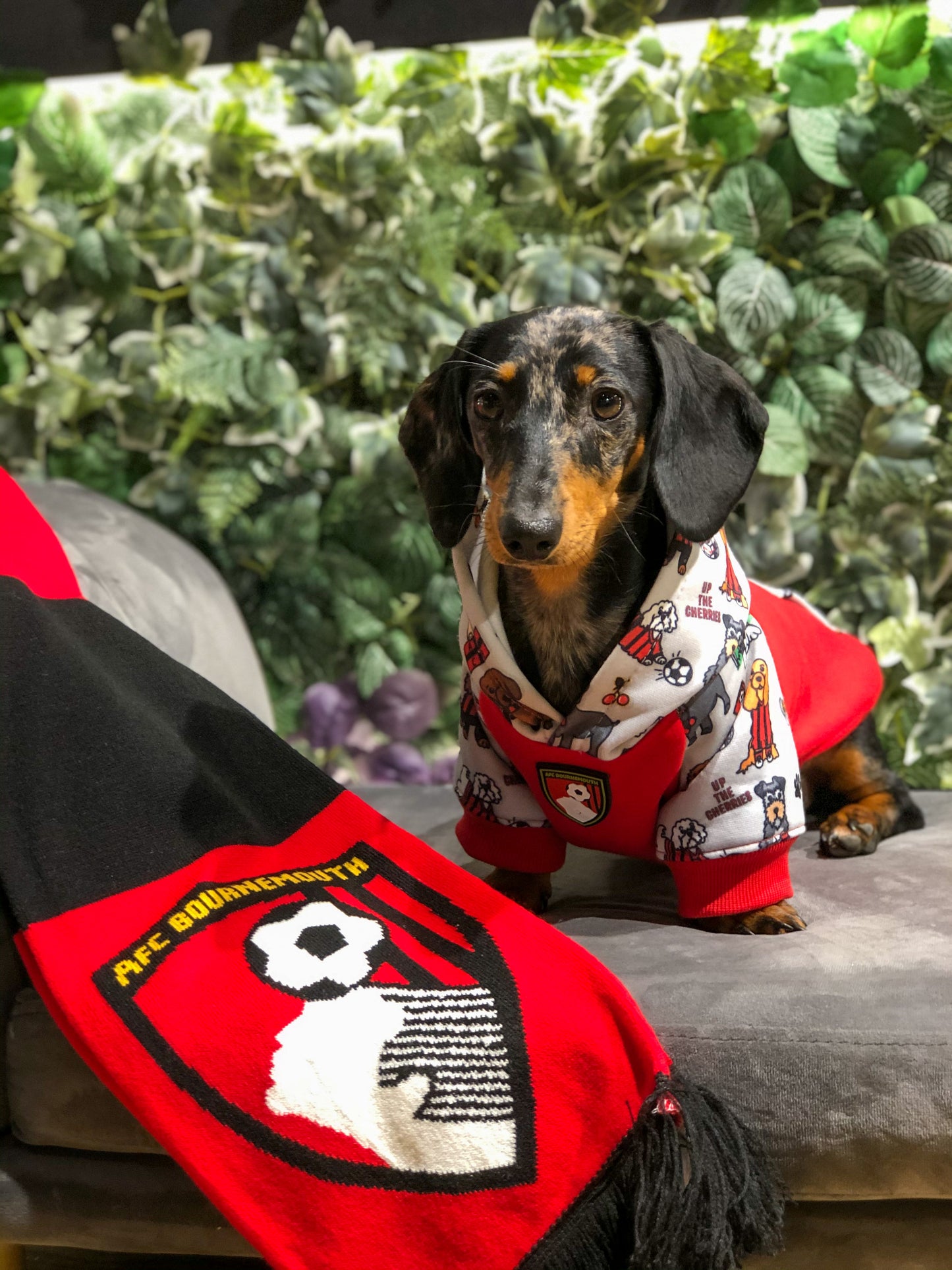 The AFC Bournemouth Dog Hoodie
