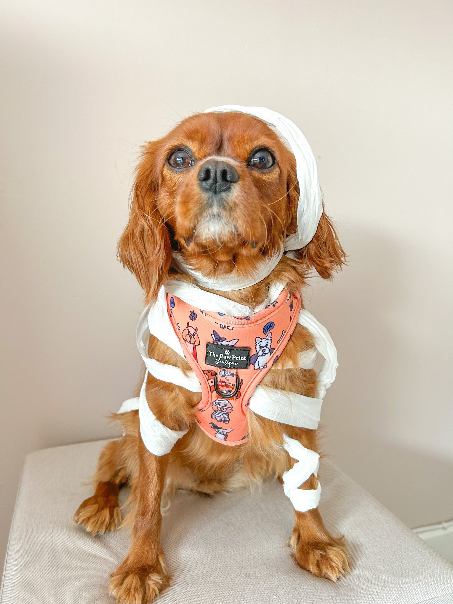 The Happy Howloween Harness