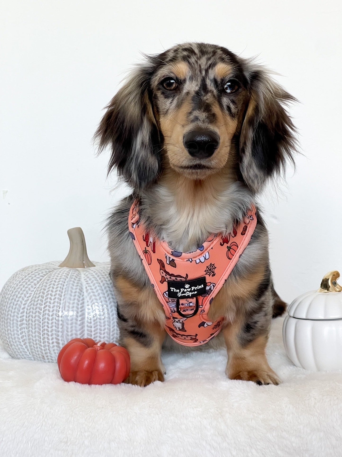 The Happy Howloween Harness