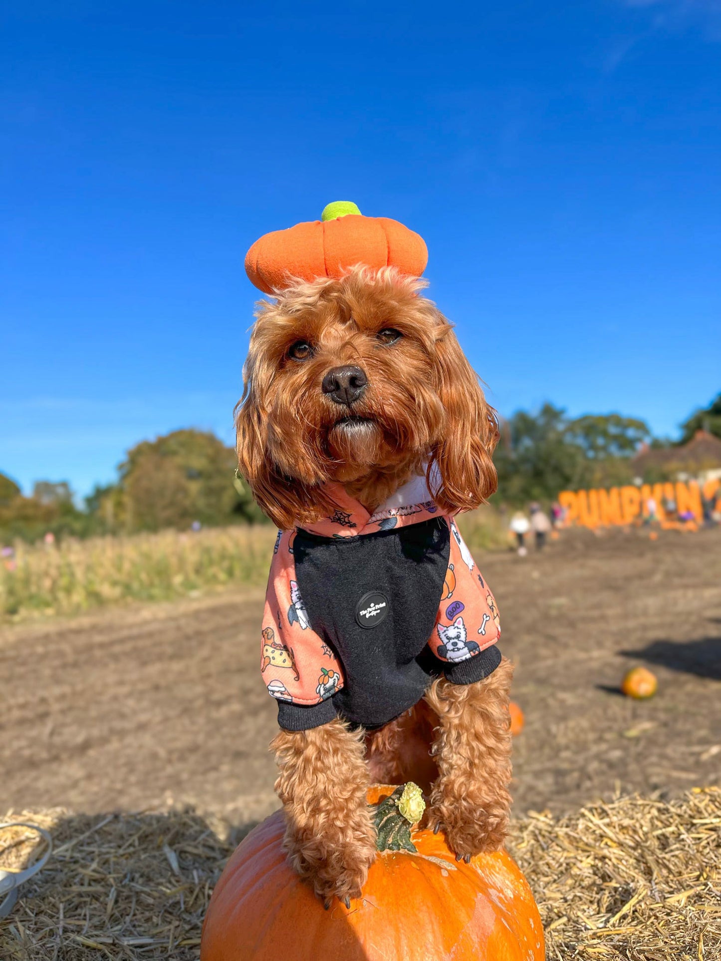 The Happy Howloween Hoodie (Black)