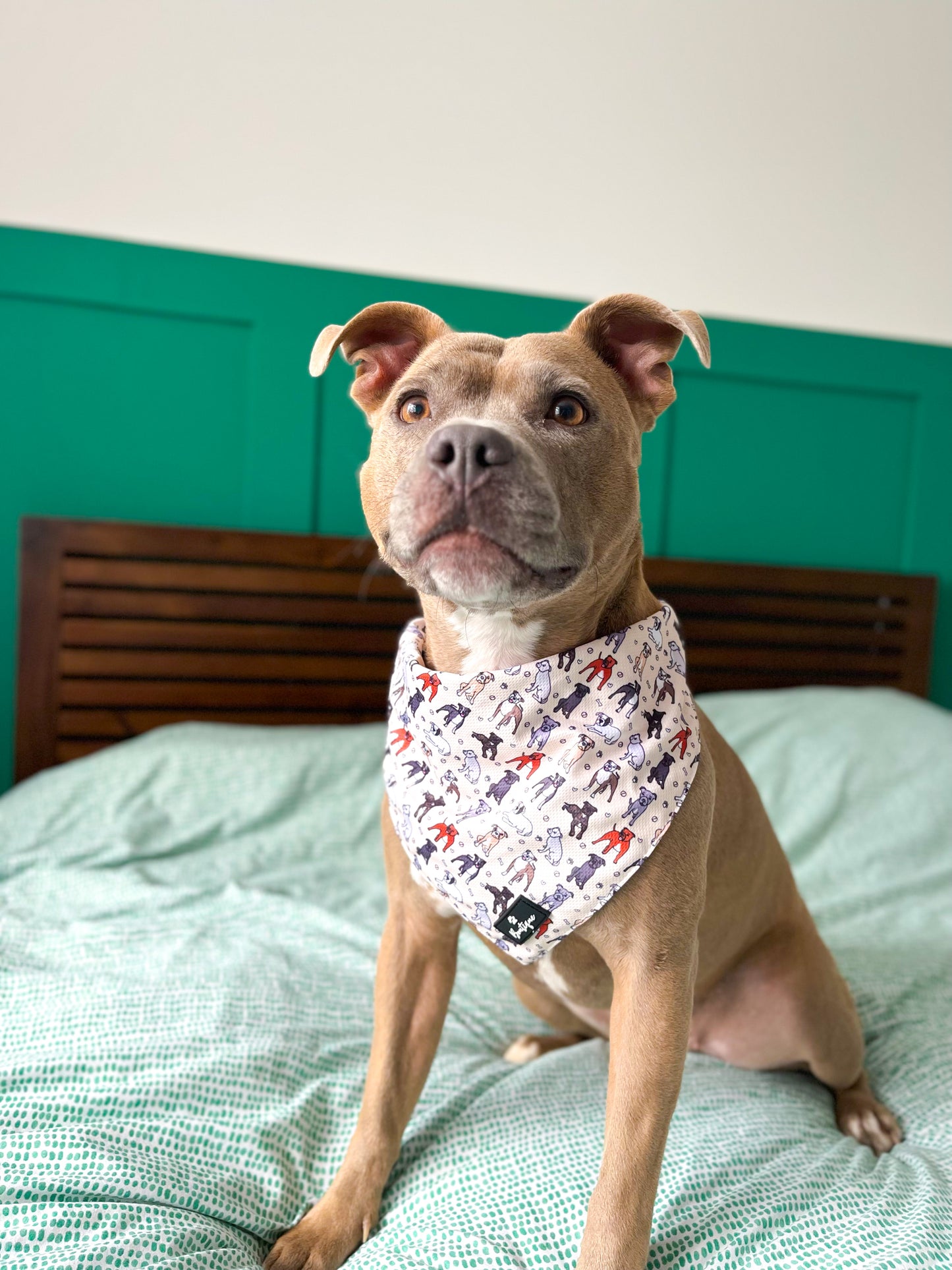 The Staffy Bandana