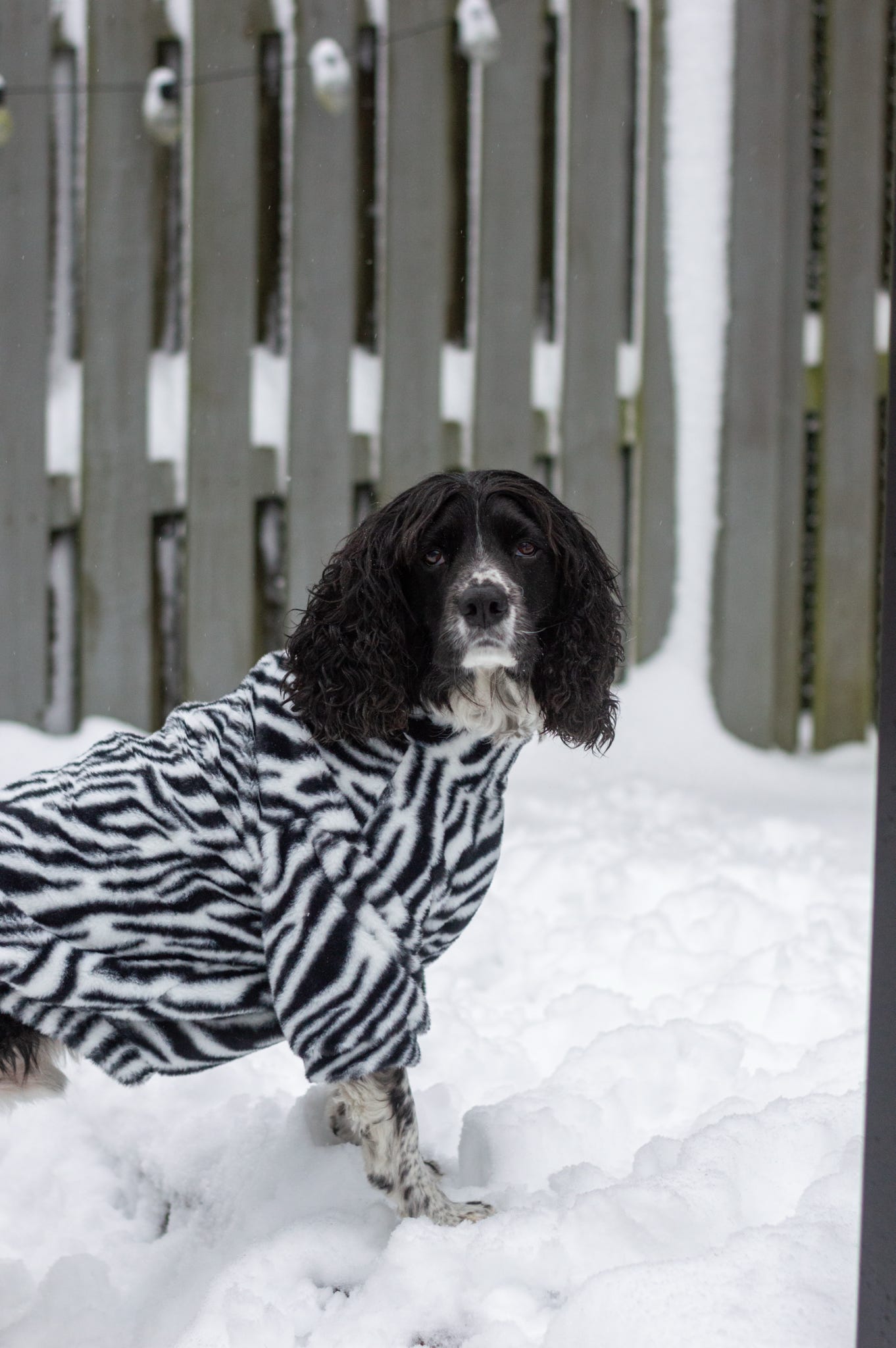 The Zebra Fluffy & Fabulous Fleece