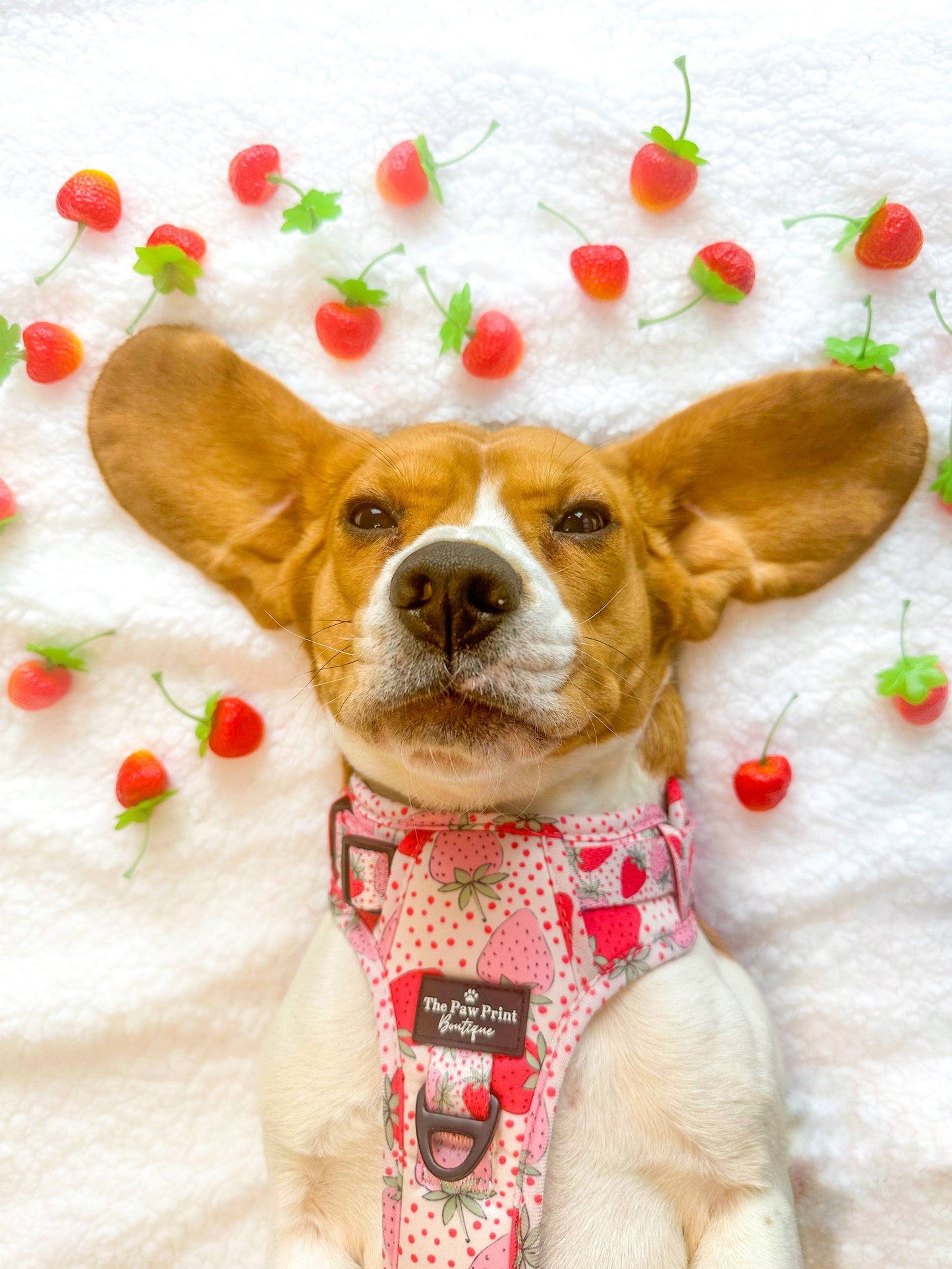 The Sweet Strawberries Harness  (Adventure Paws Style)
