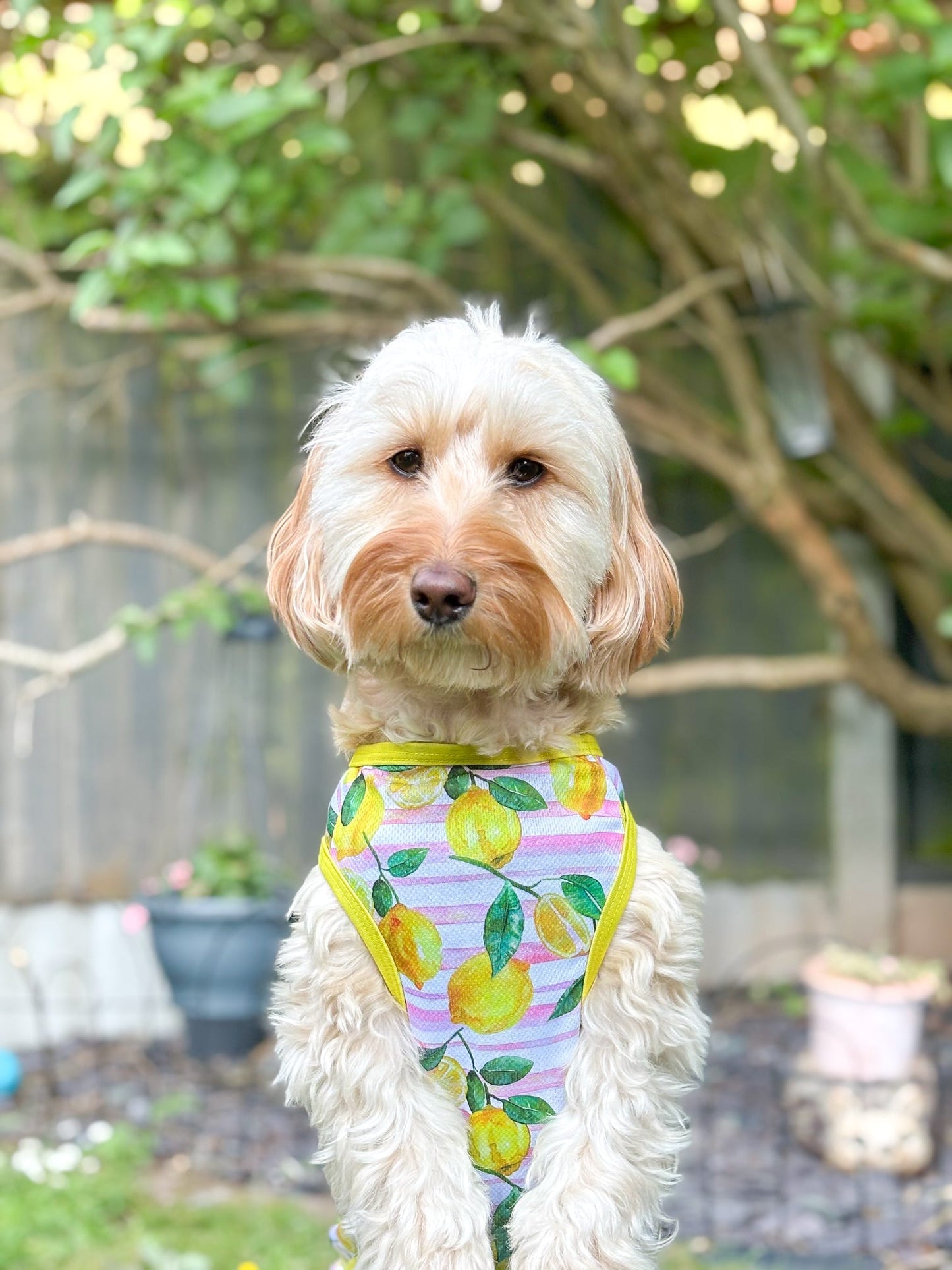 La Dolce Vita Cooling Vest