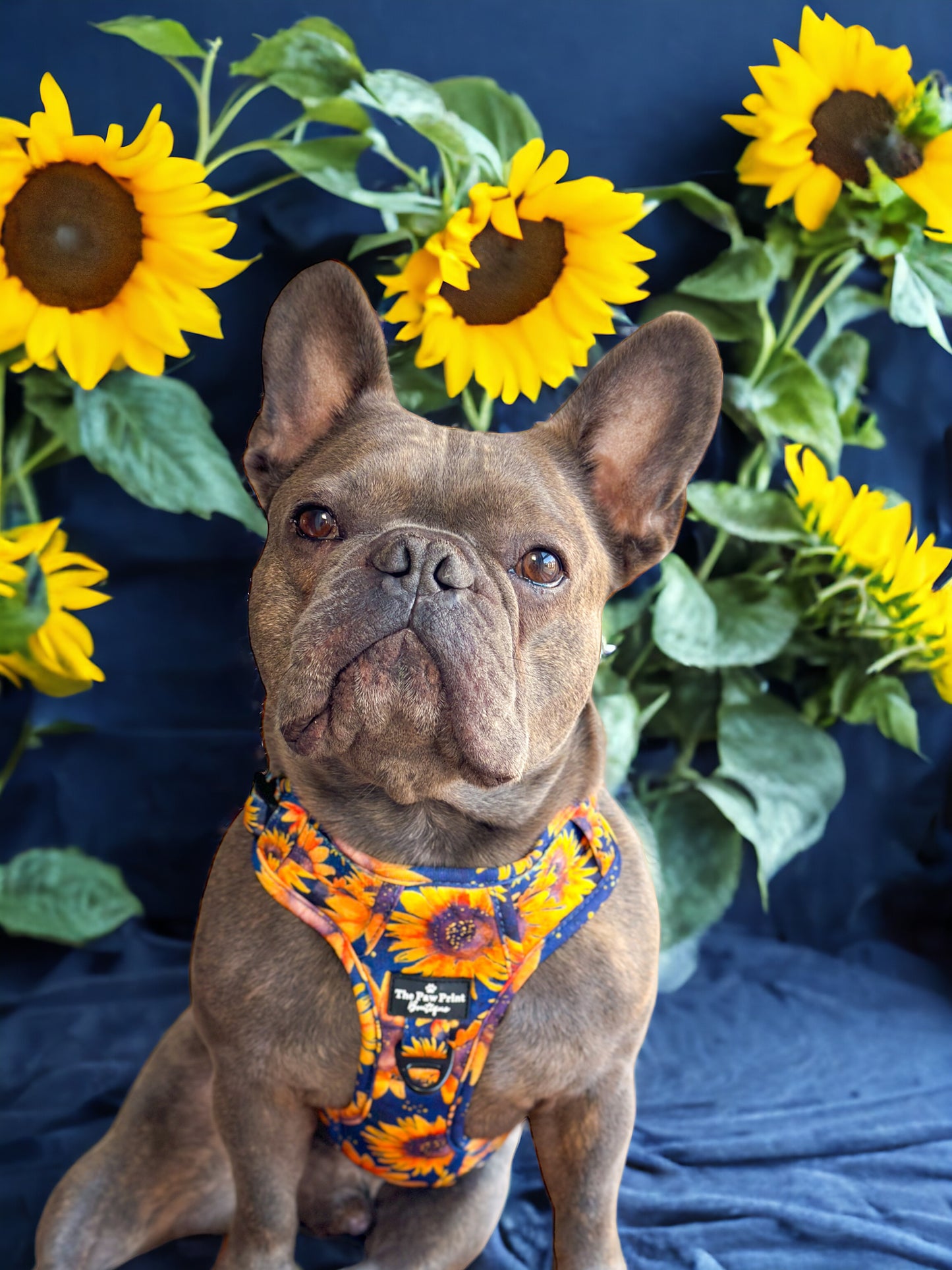 The Sunflower Field Harness (Adventure Paws Style)