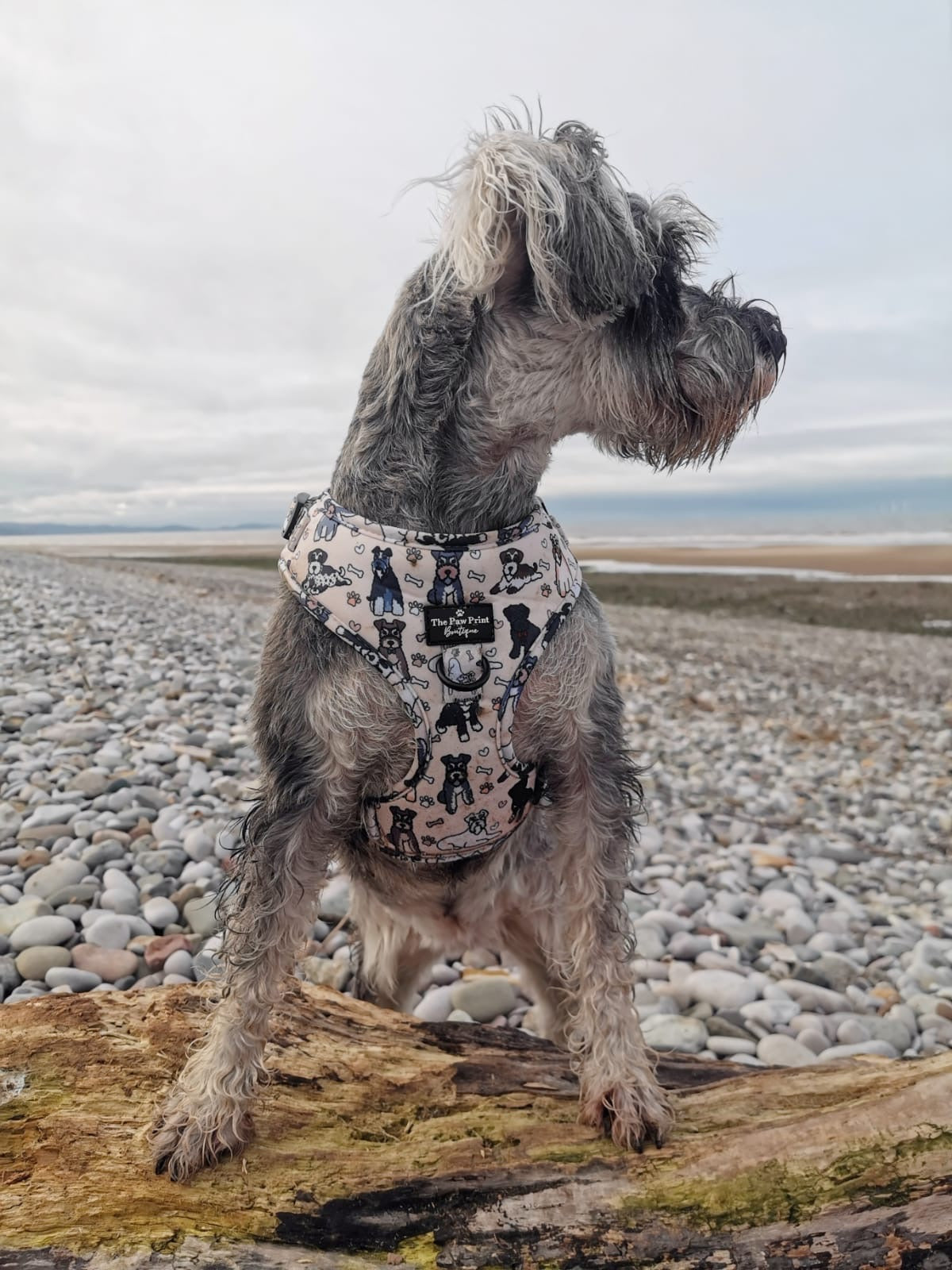 The Schnauzer Adjustable Harness