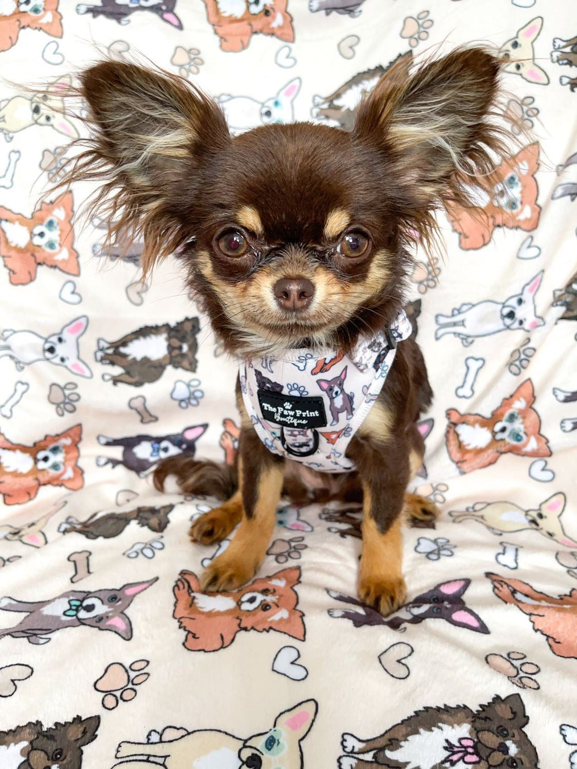 The Chihuahua Adjustable Harness