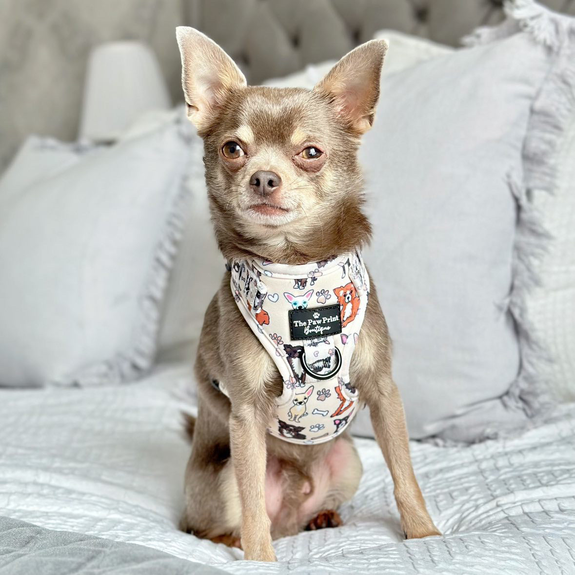 The Chihuahua Adjustable Harness