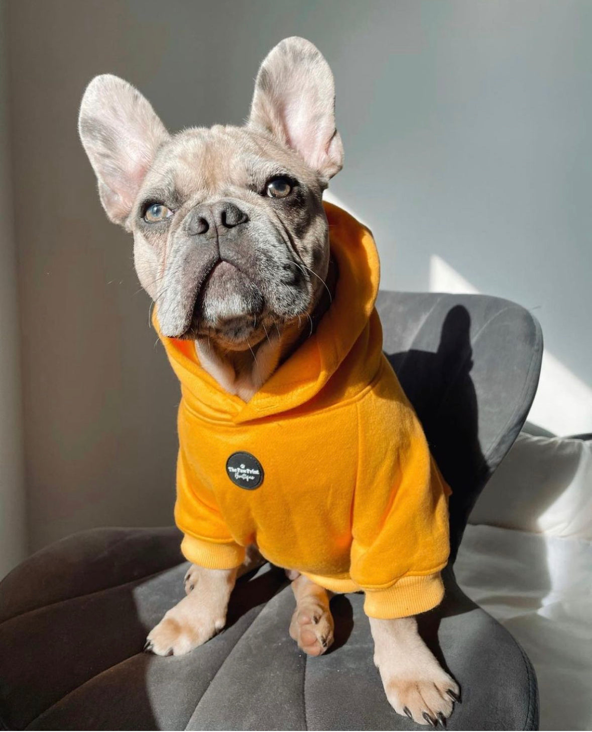 Dog Hoodie - Yellow