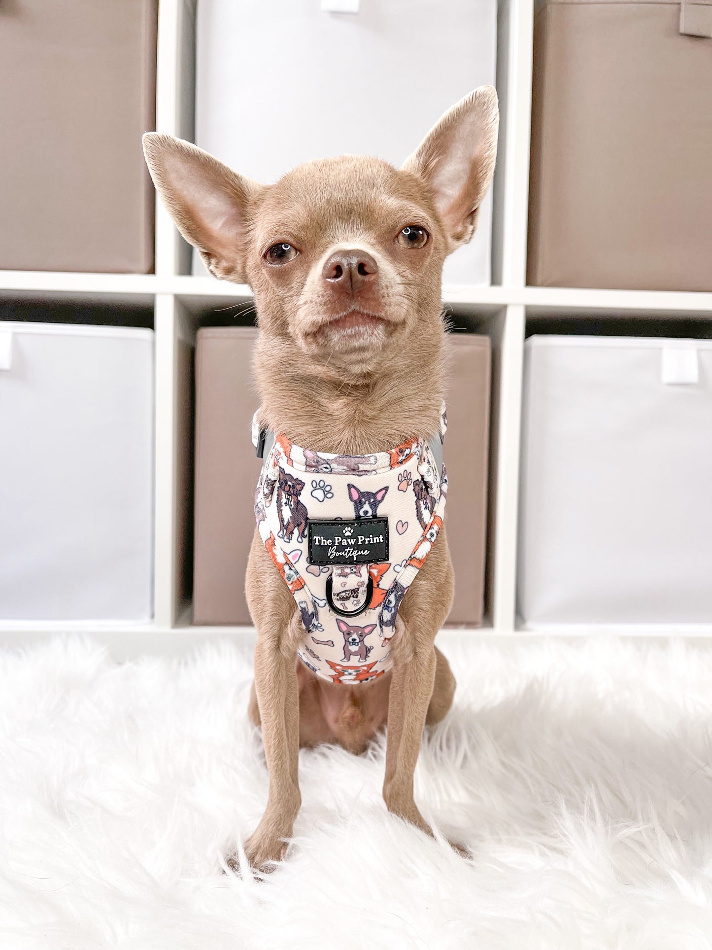 The Chihuahua Adjustable Harness
