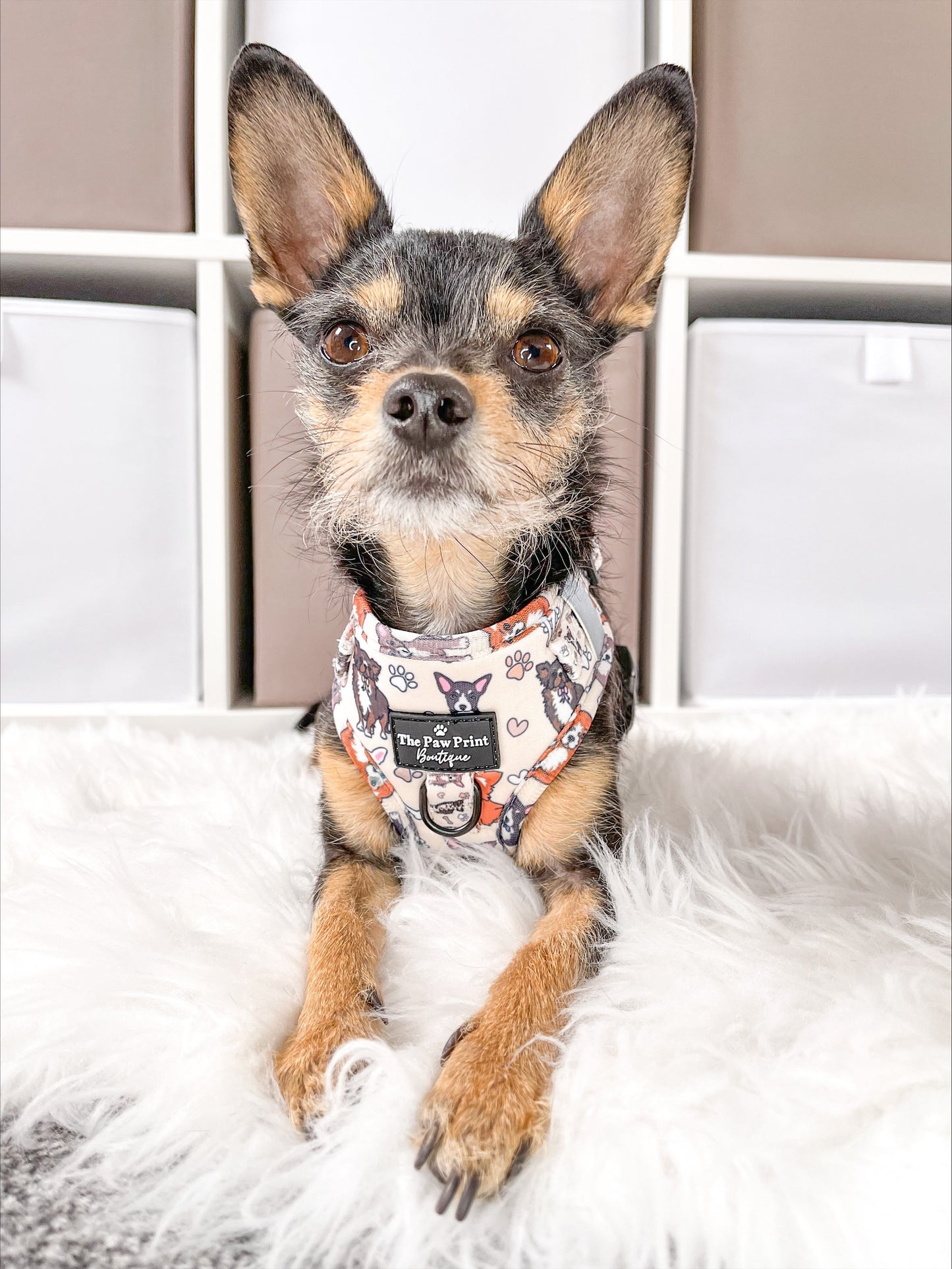 The Chihuahua Adjustable Harness