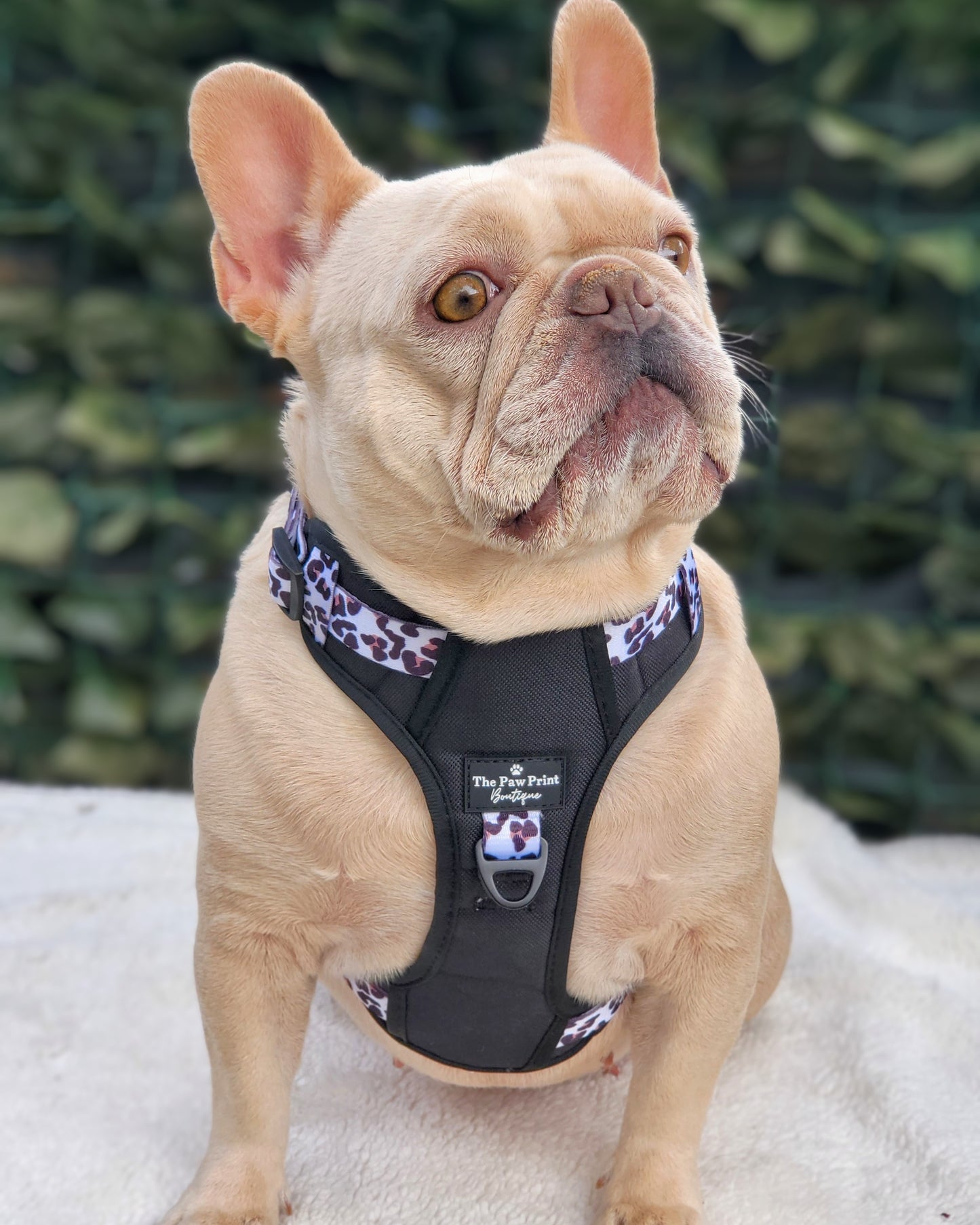 The Lavish Leopard Adventure Paws Harness