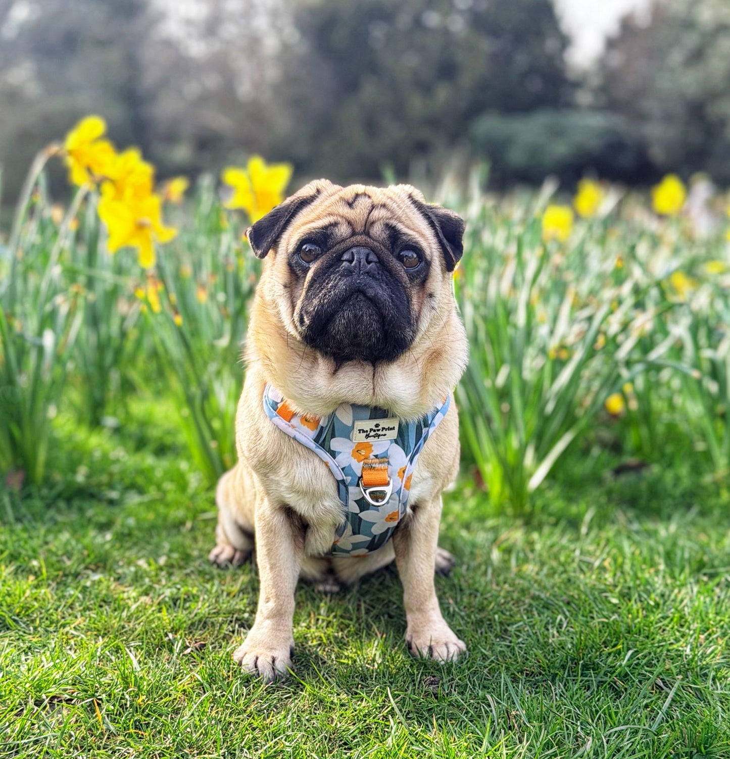 Daffodil Daze Adventure Paws Harness