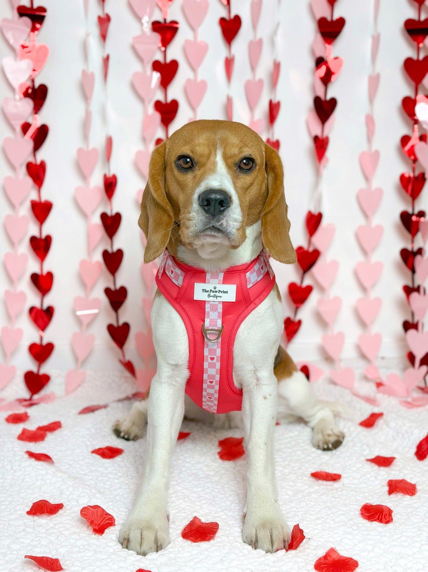 The Fur-ever Love Adventure Paws Harness