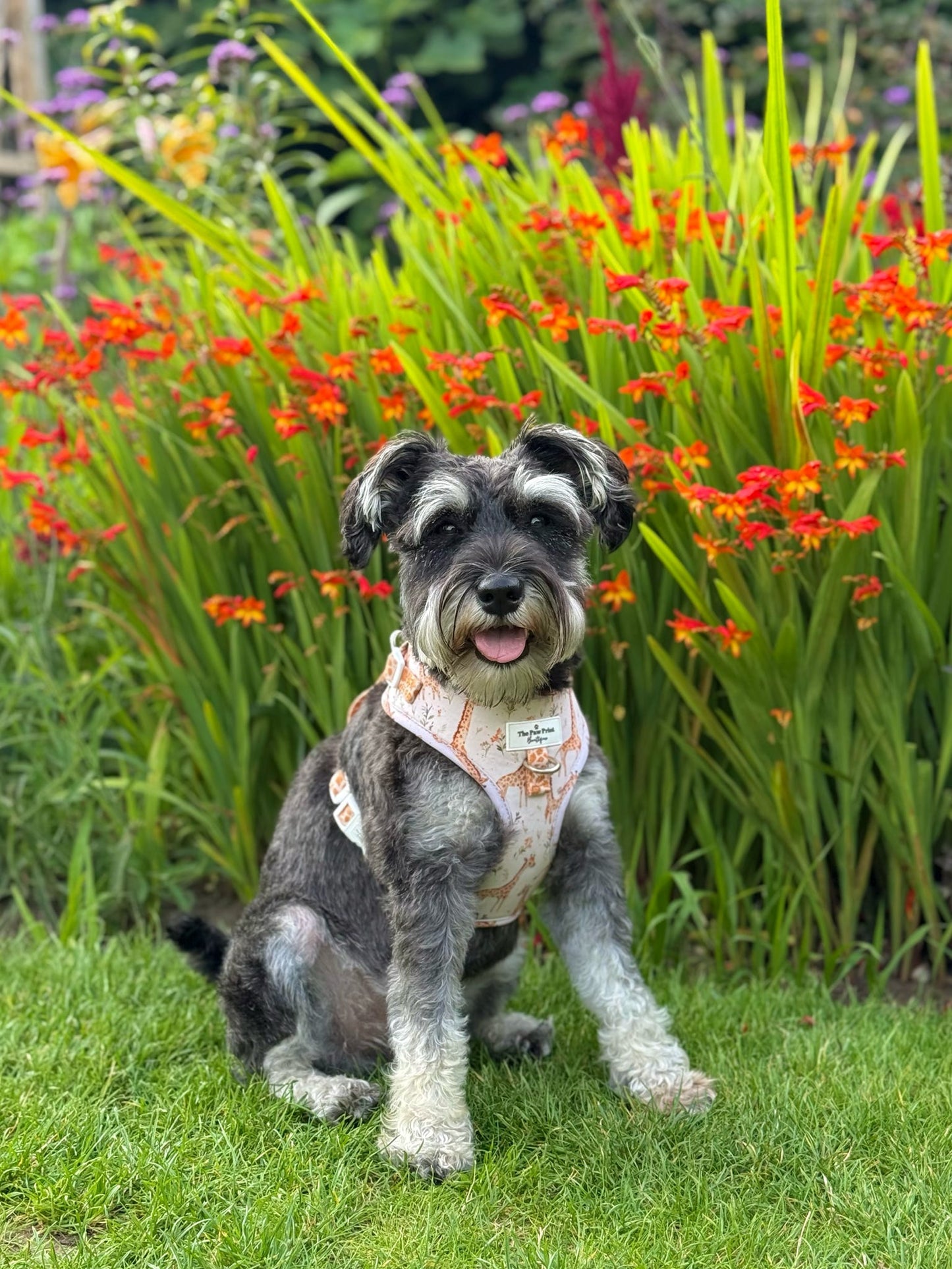 The Graceful Giraffe Adjustable Harness