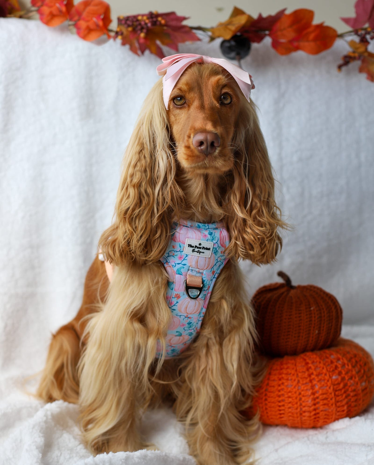 Pablos Pumpkins Adventure Paws Harness