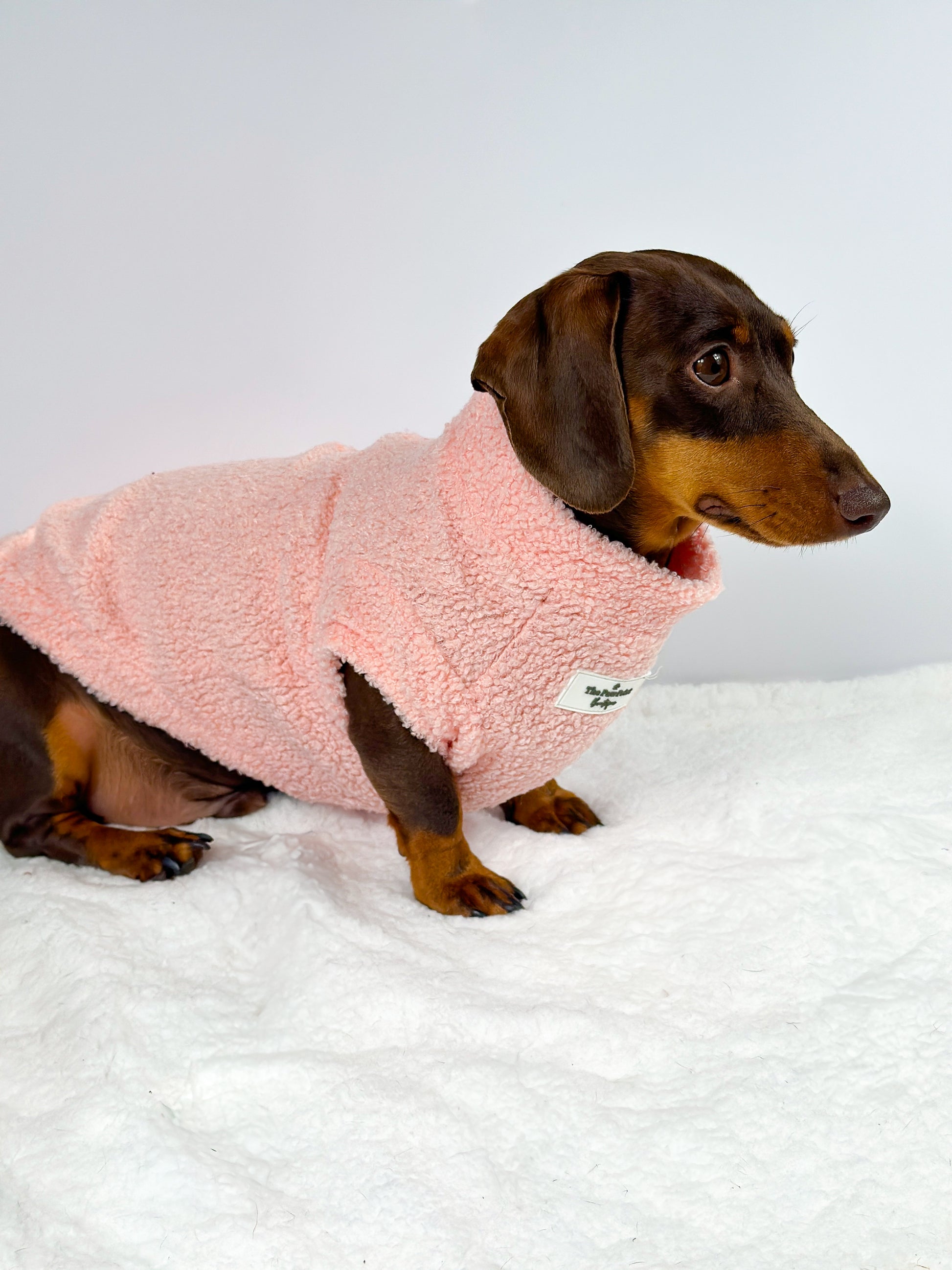 Wears size Dachshund Medium