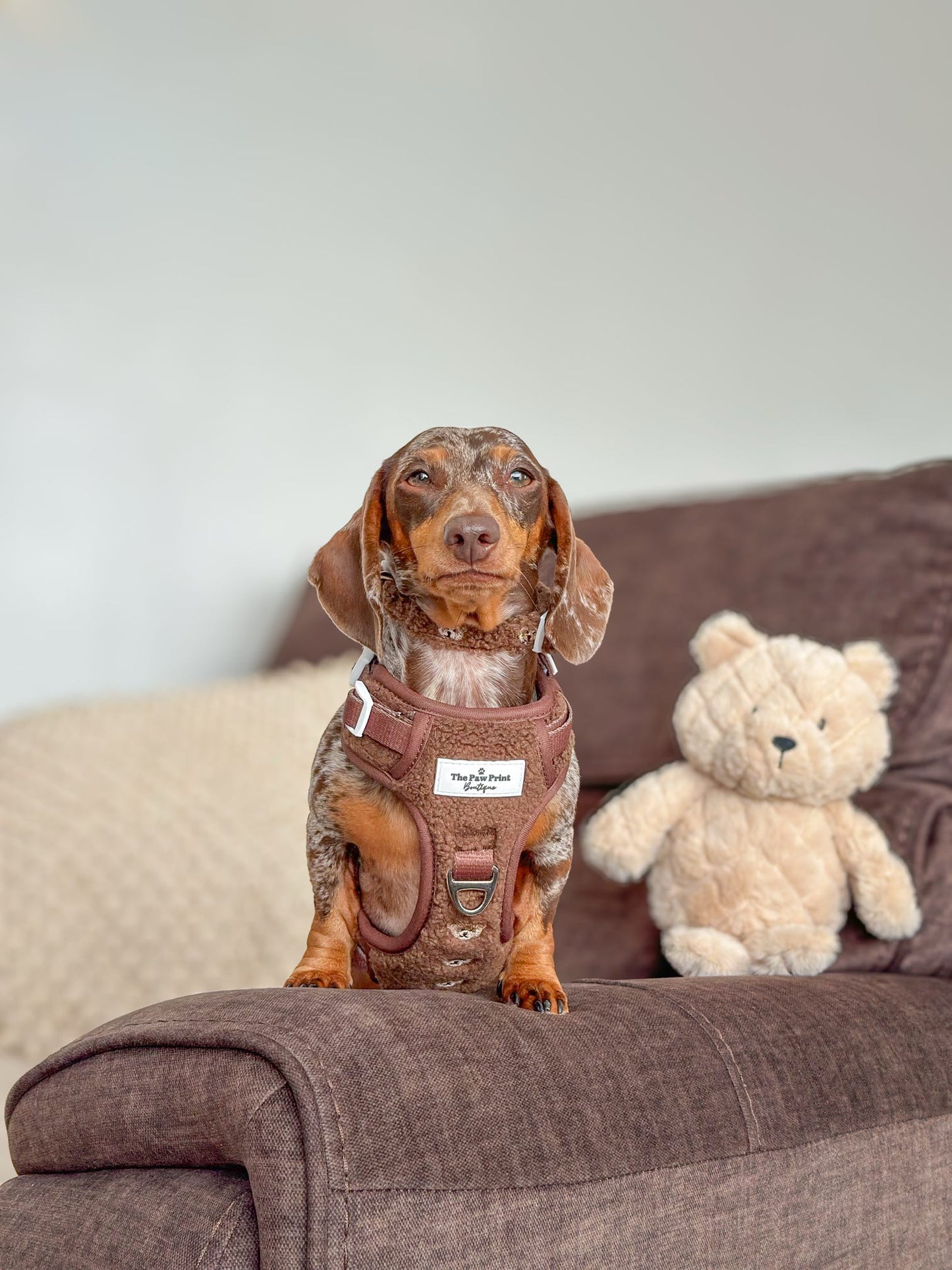 The Embroidered Little Bear Cub Adventure Paws Harness