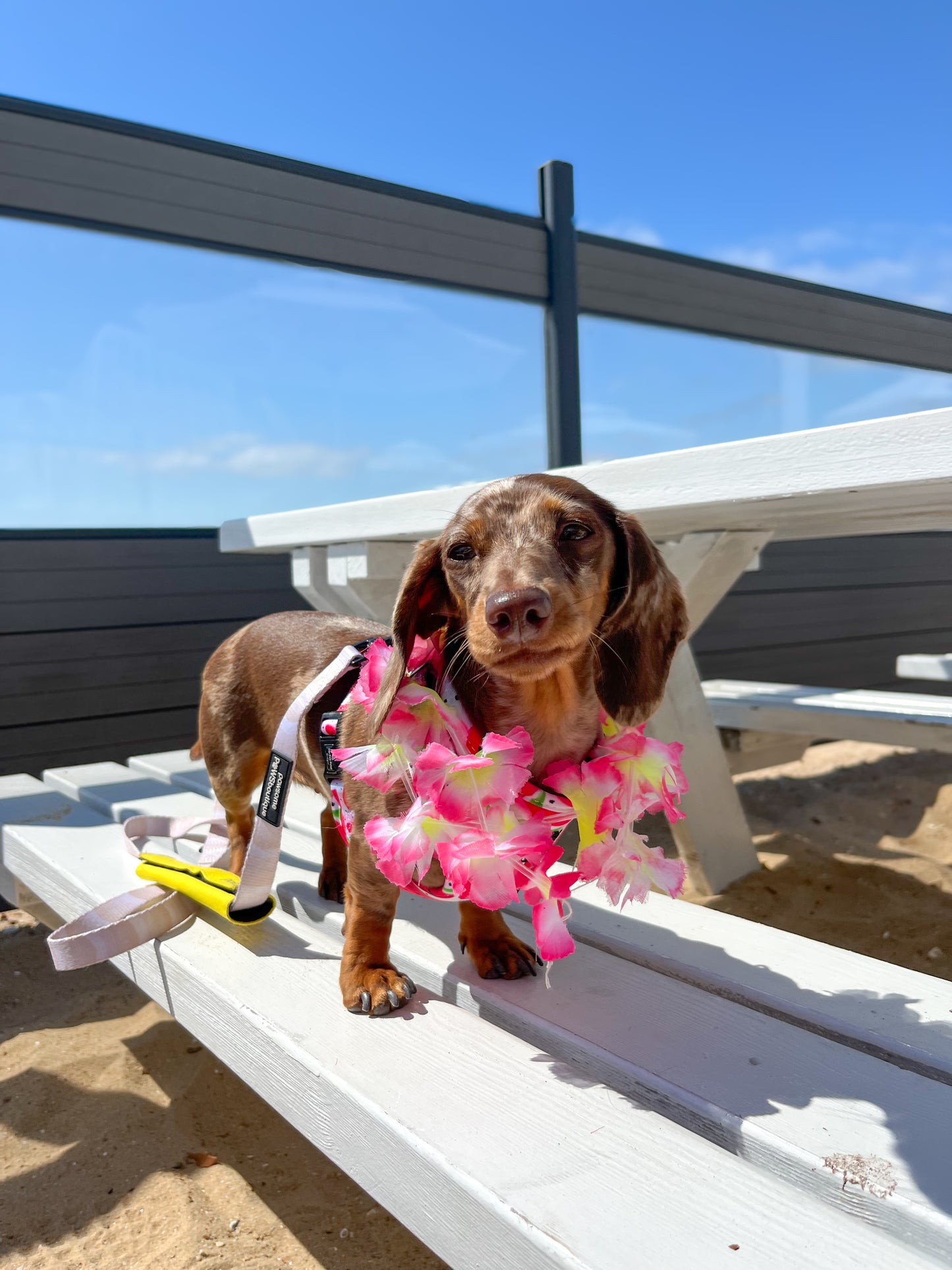 Beach Club Pawty Tickets 🏖️