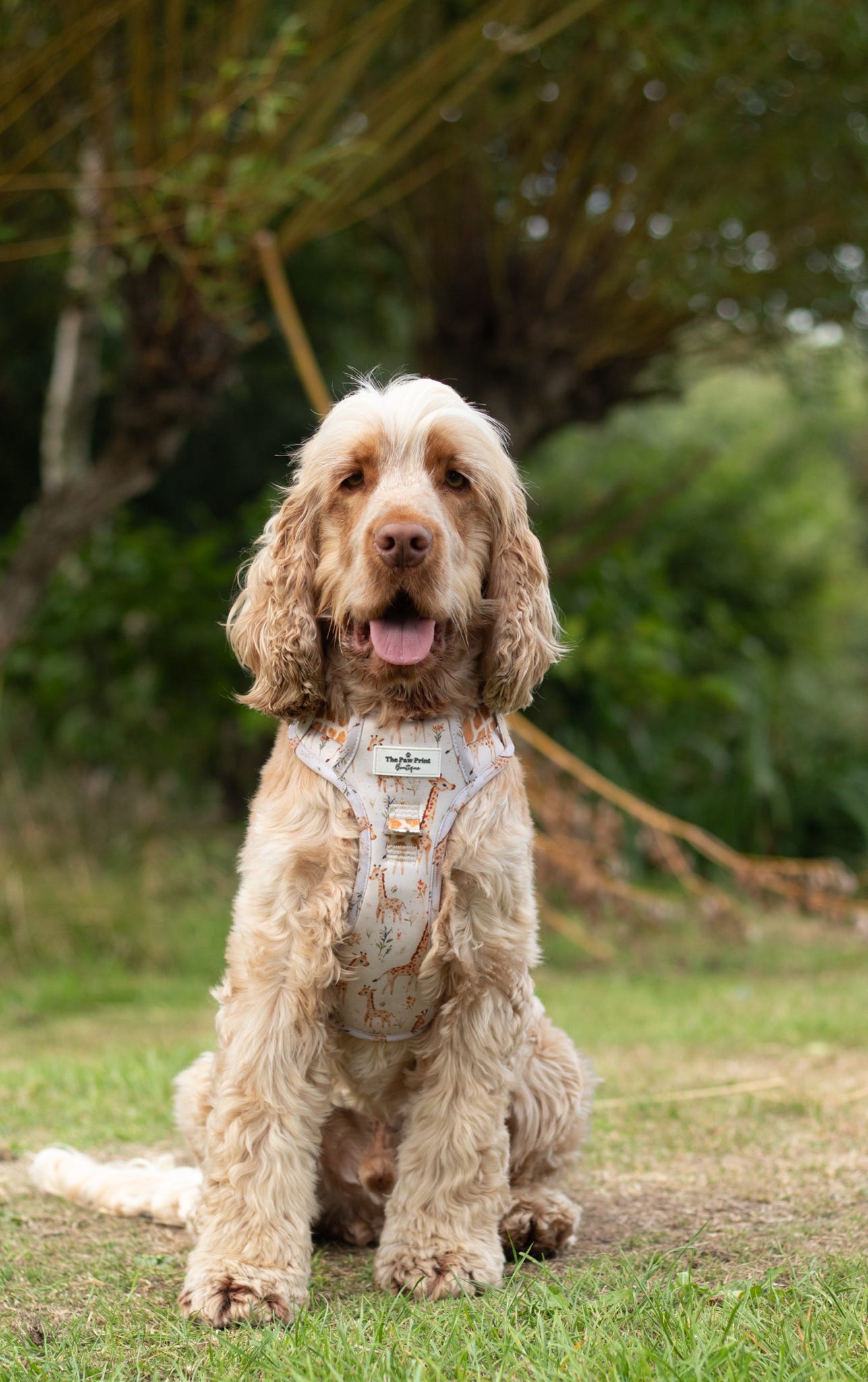 The Graceful Giraffe Adventure Paws Harness