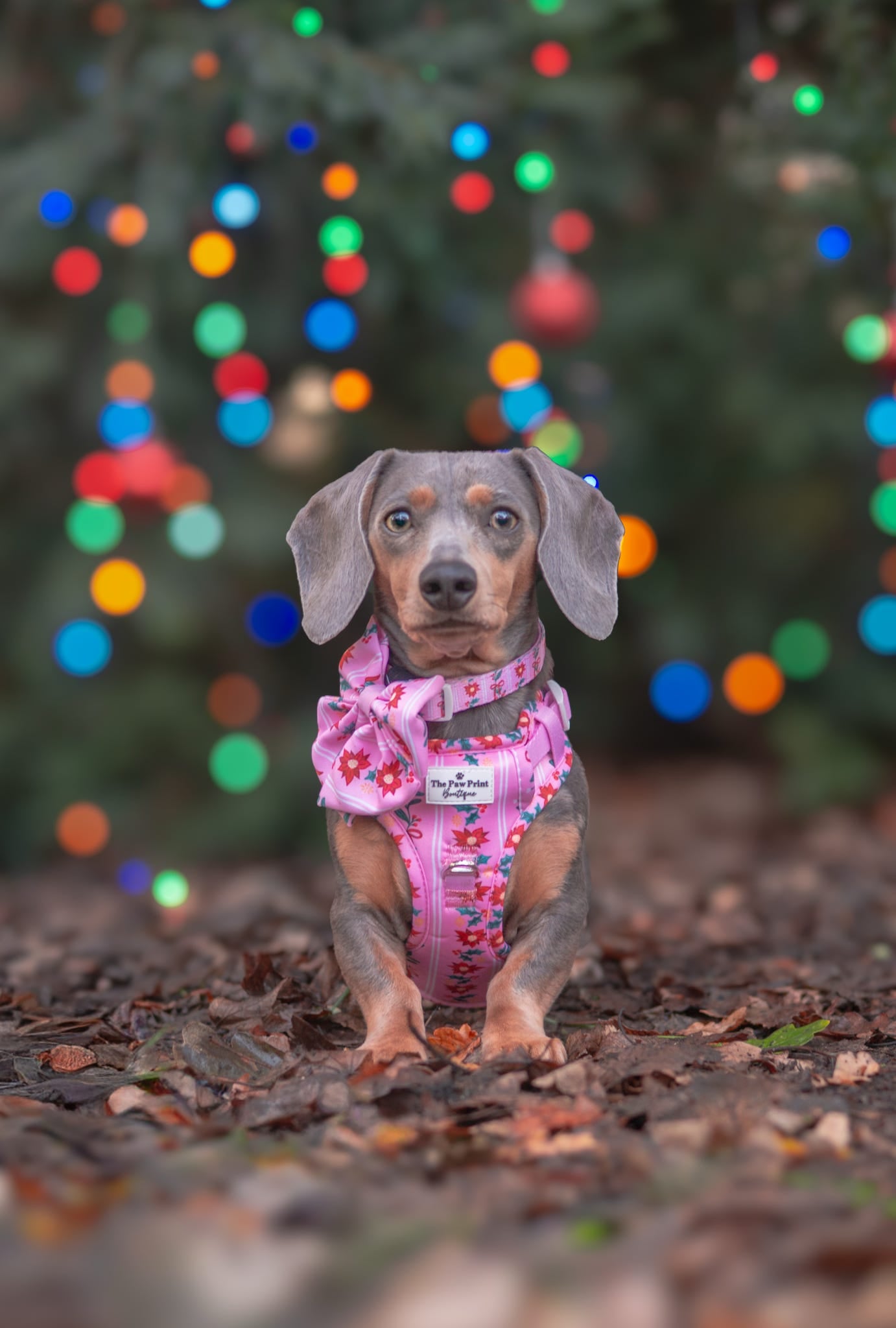 Merry Pinkmas Bow Tie
