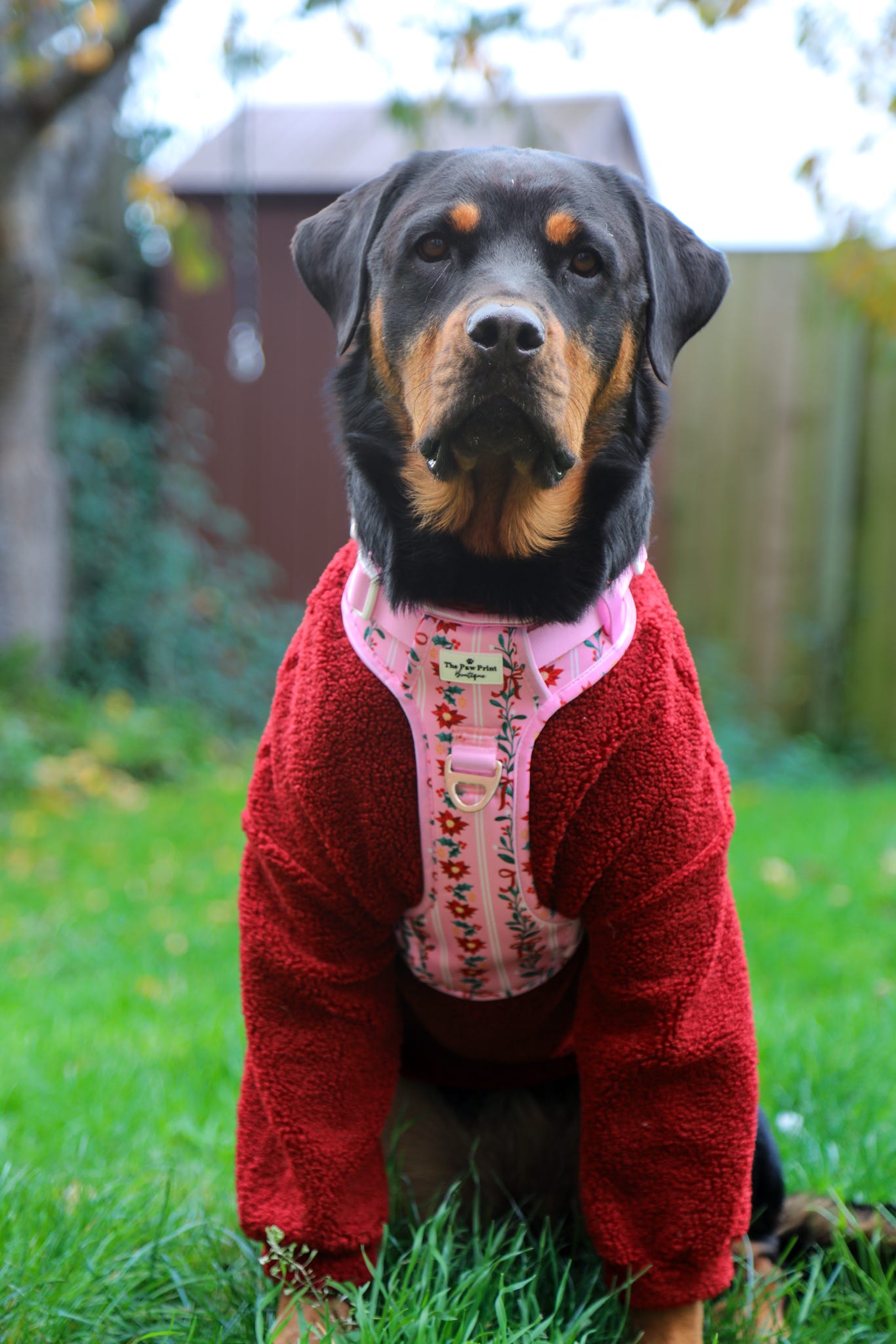 Merry Pinkmas Adventure Paws Harness