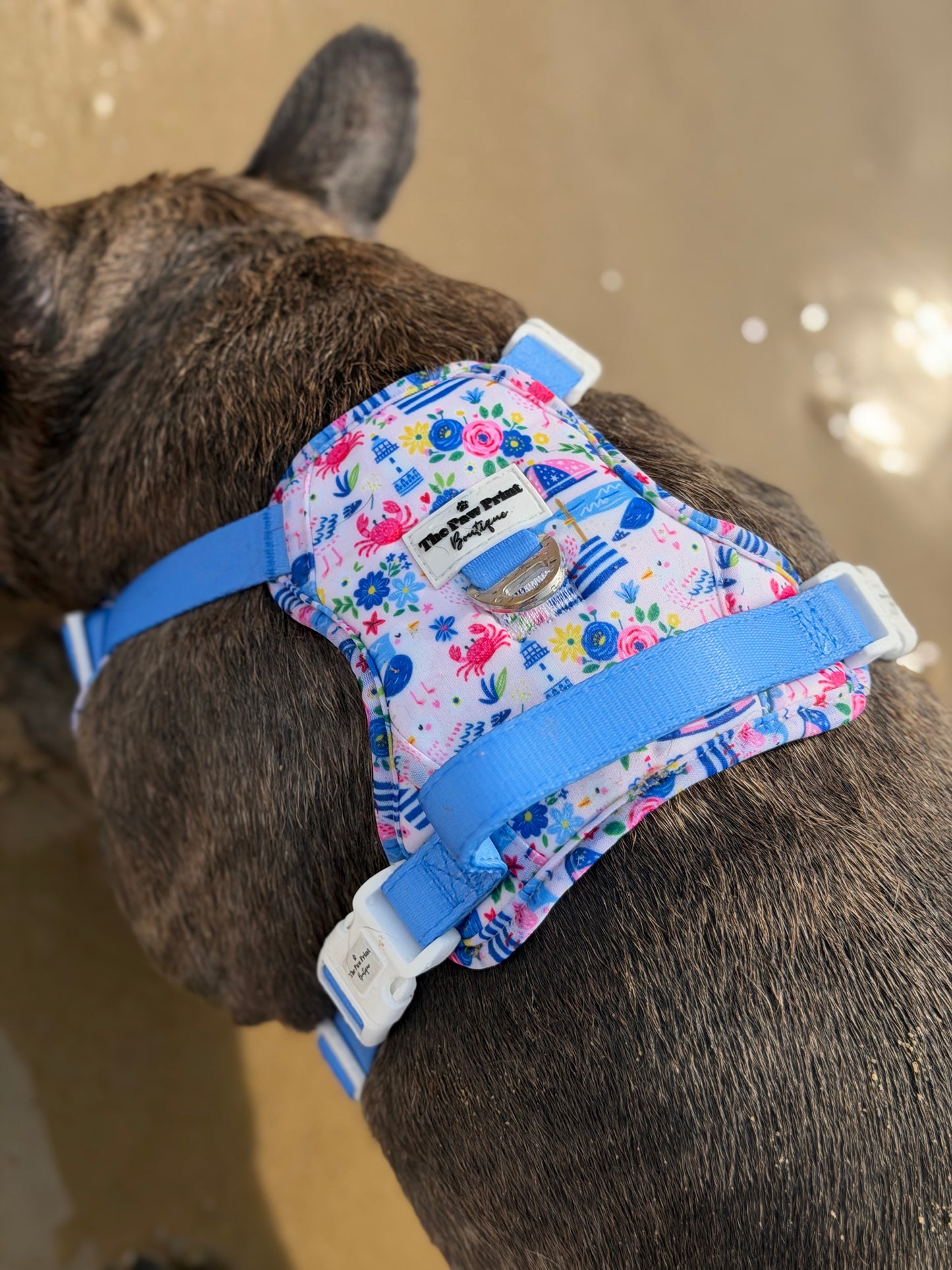 Santorini Seagulls Adventure Paws Harness
