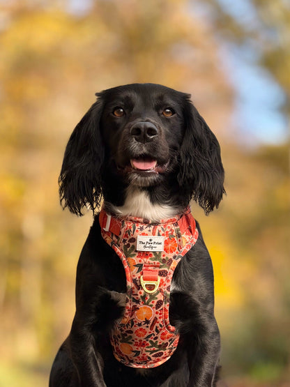 Winter Scents Adventure Paws Harness