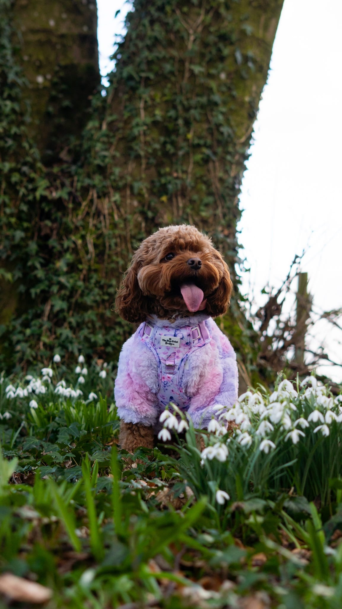 Butterfly Bliss Adventure Paws Harness