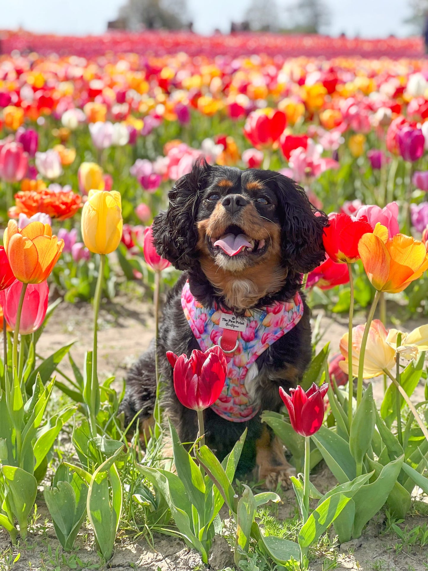 The Tulip Field Adjustable Harness